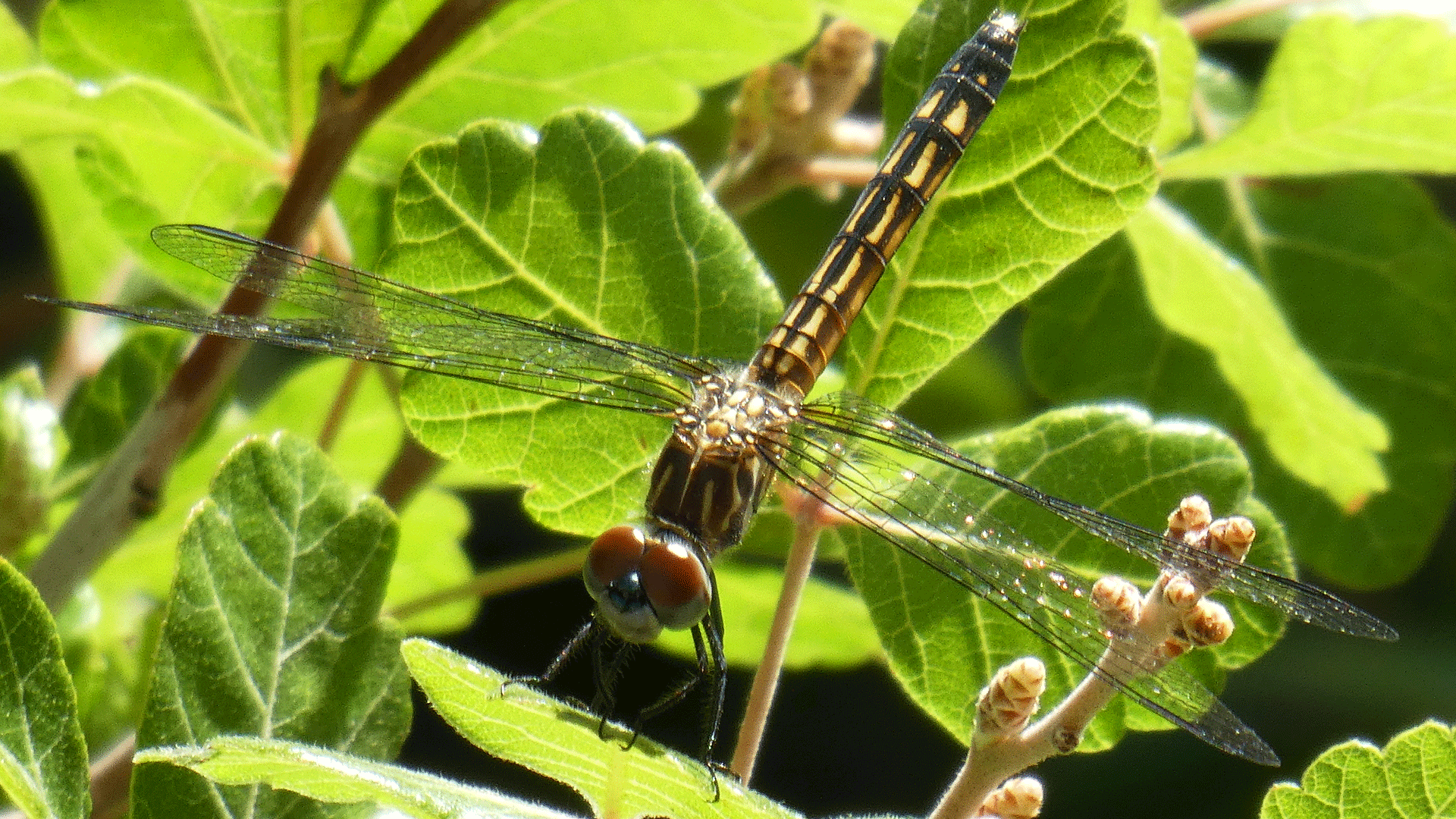 Female, Albuquerque, July 2020