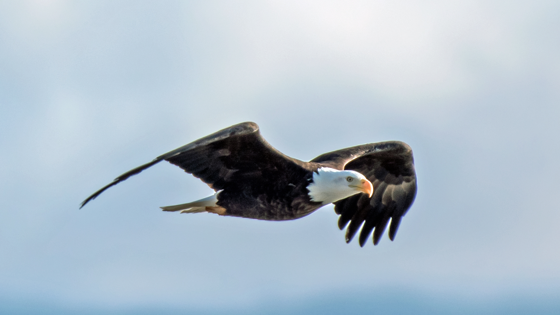Adult, Isleta Lakes, January 2024