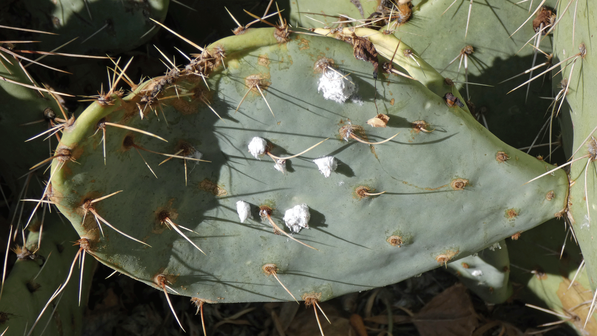 Albuquerque, November 2020