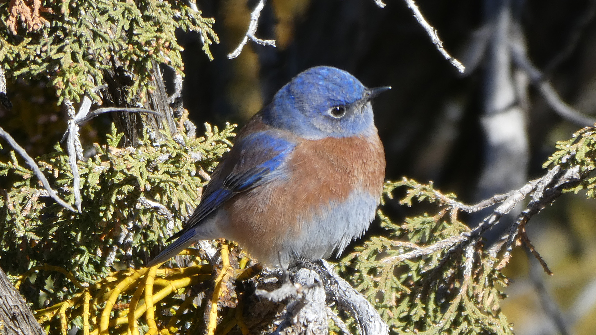 Male, Sandia Mountains west foothills, December 2020