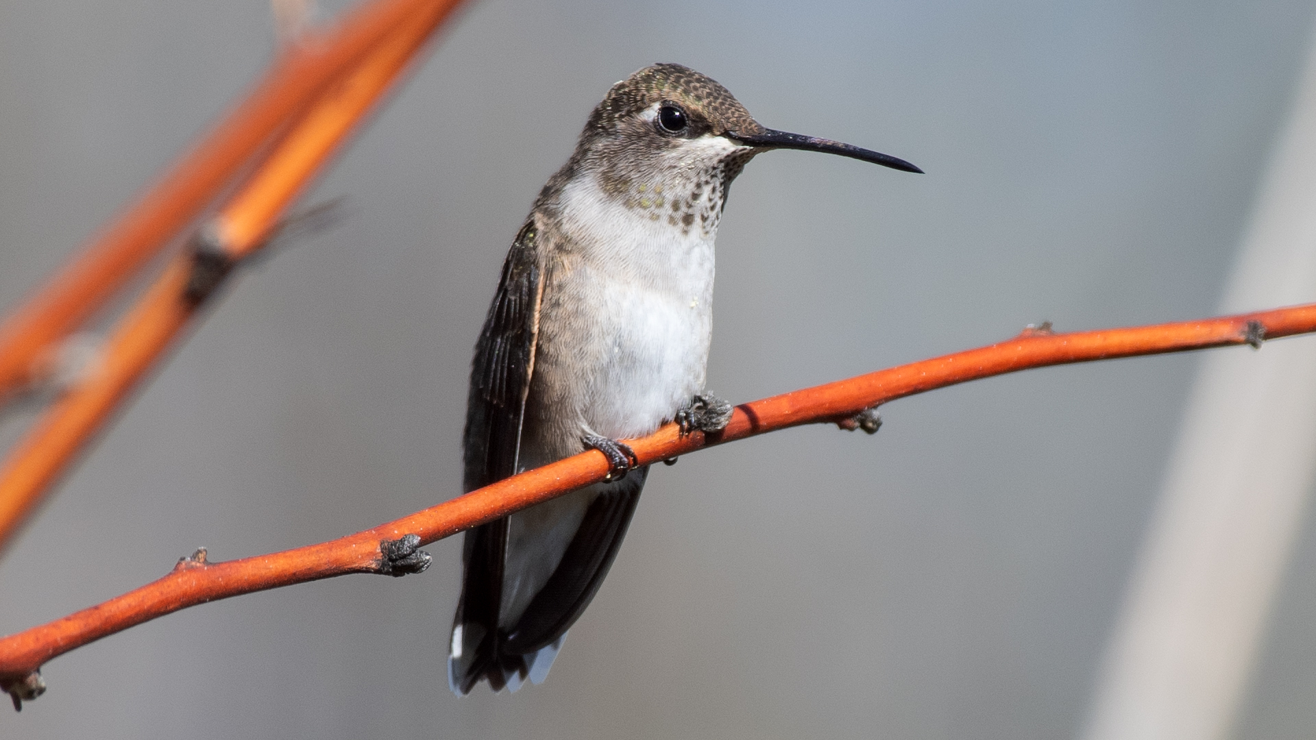 Female or immature, Rio Grande Bosque, Albuquerque, September 2025