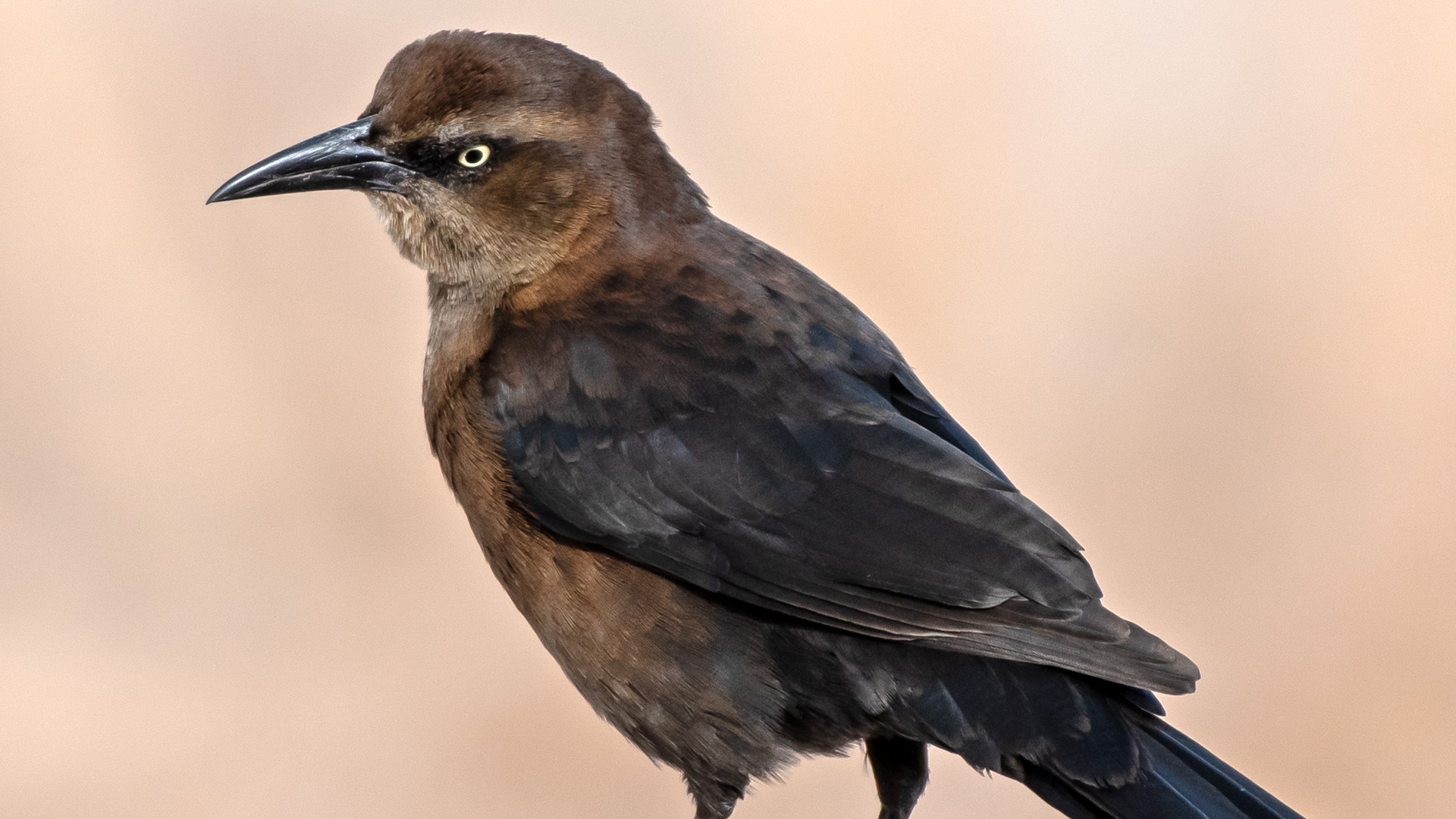 Female, Isleta Lakes, February 2025