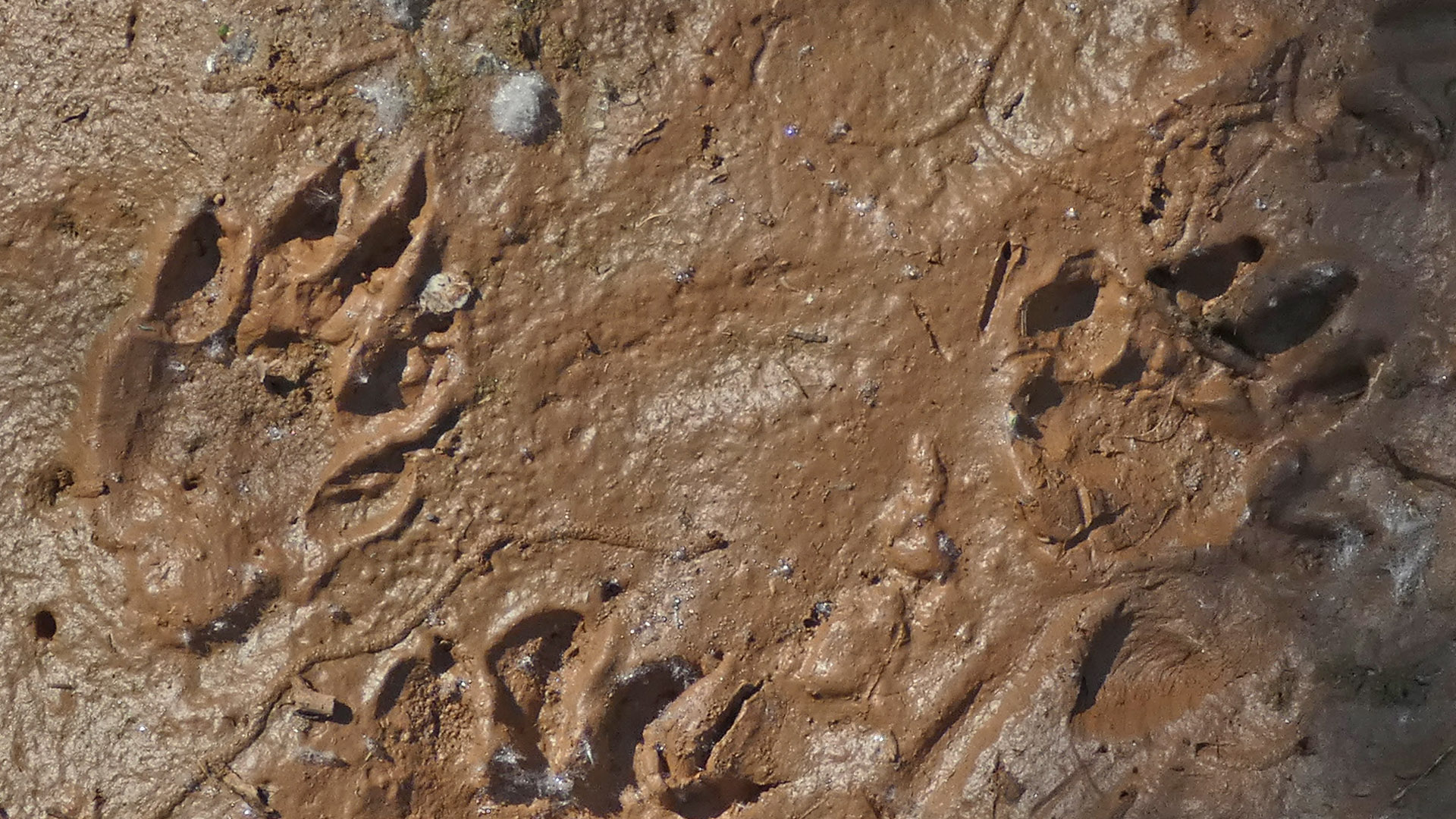 Tracks, Rio Grande, Albuquerque, June 2021