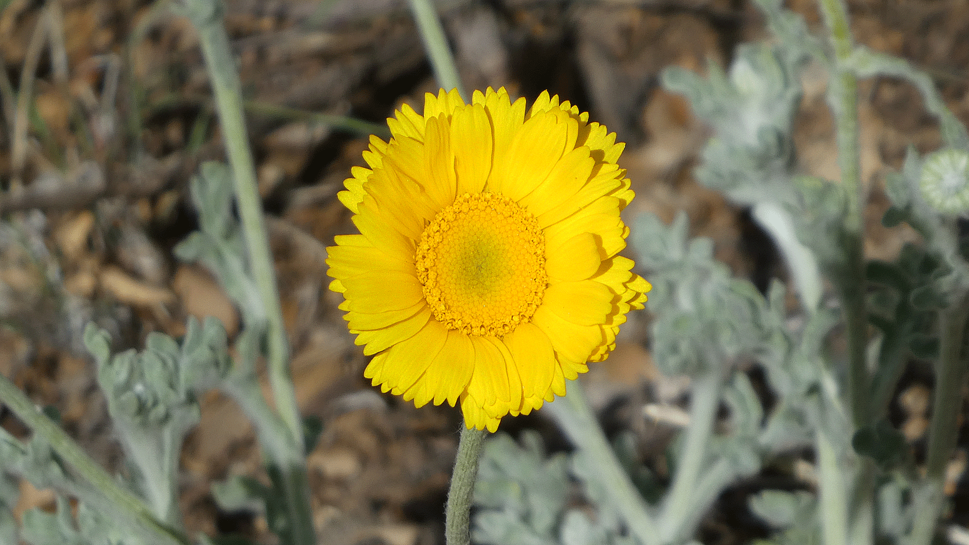 Sandia Mountain foothills, April 2019