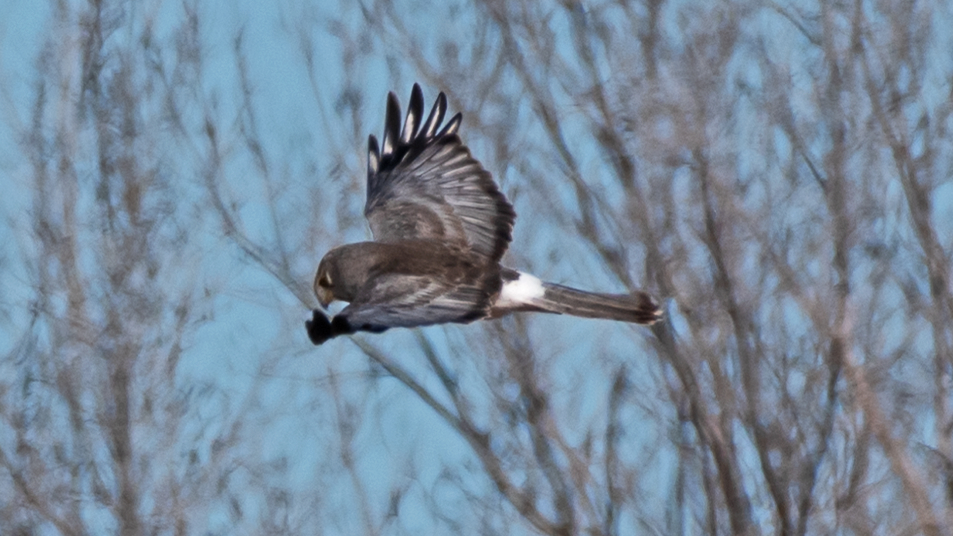 Male, Los Poblanos Open Space, January 2024