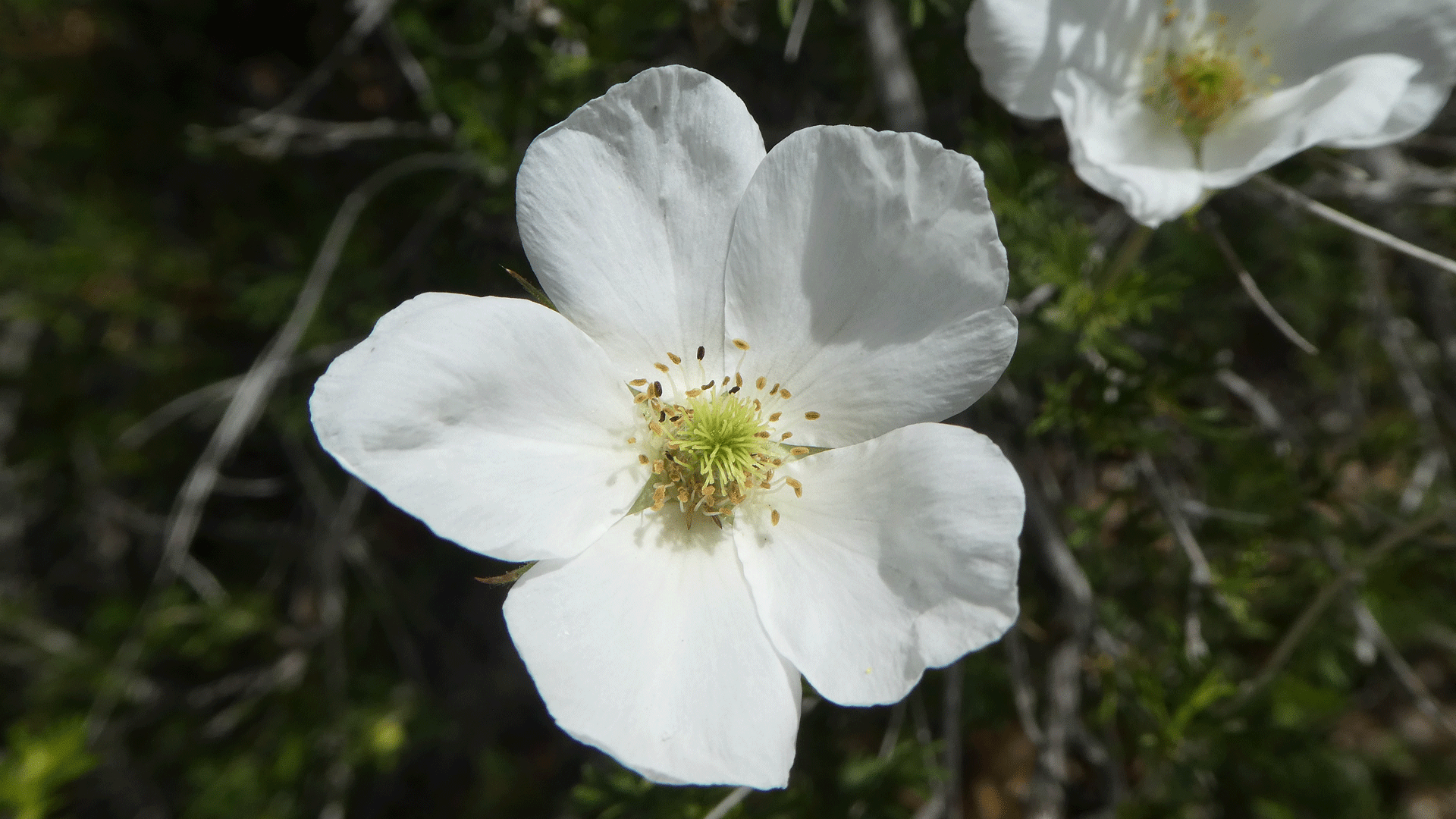 Albuquerque, April 2020