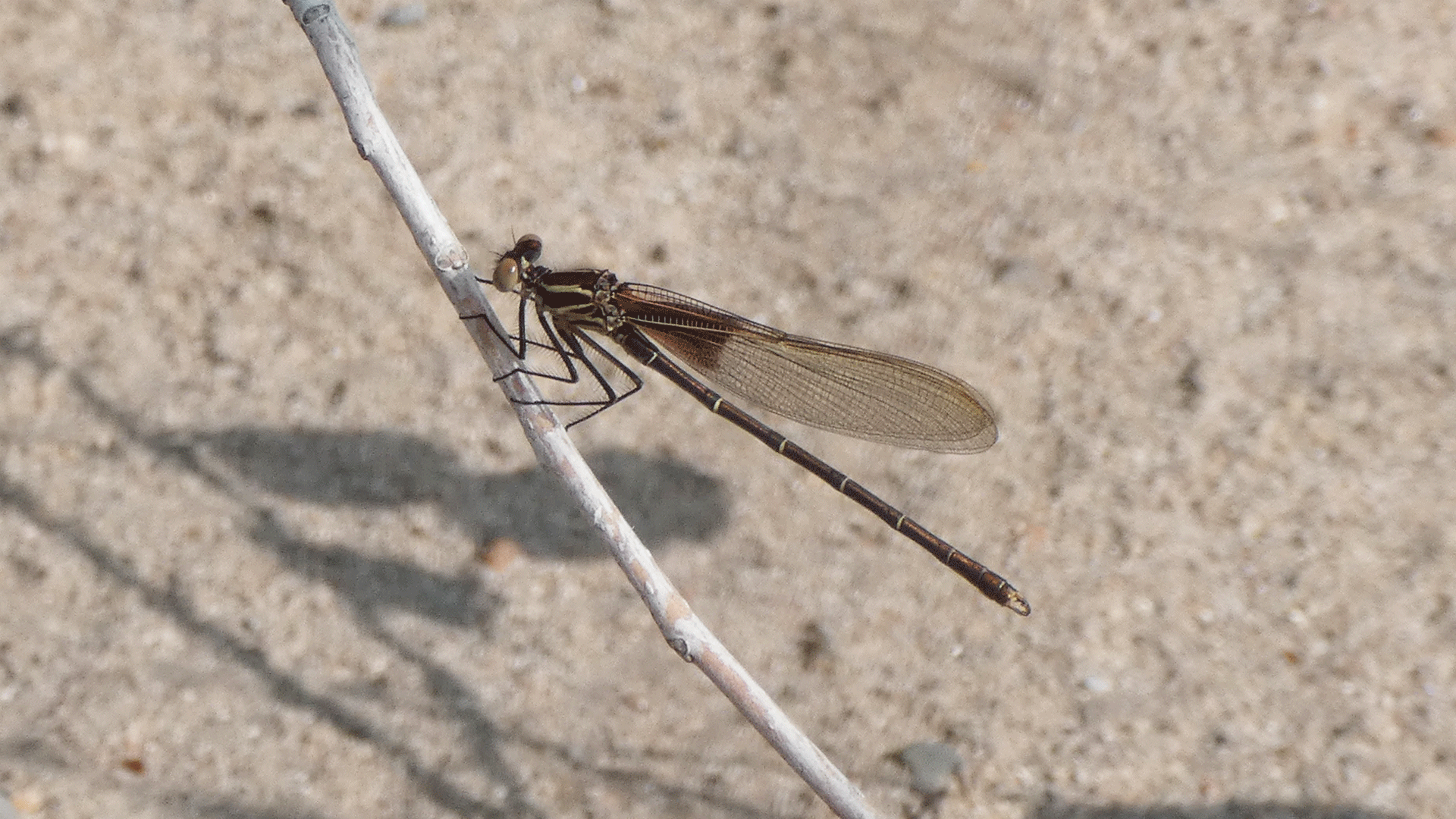 Female, Rio Grande Bosque, Albuquerque, September 2020