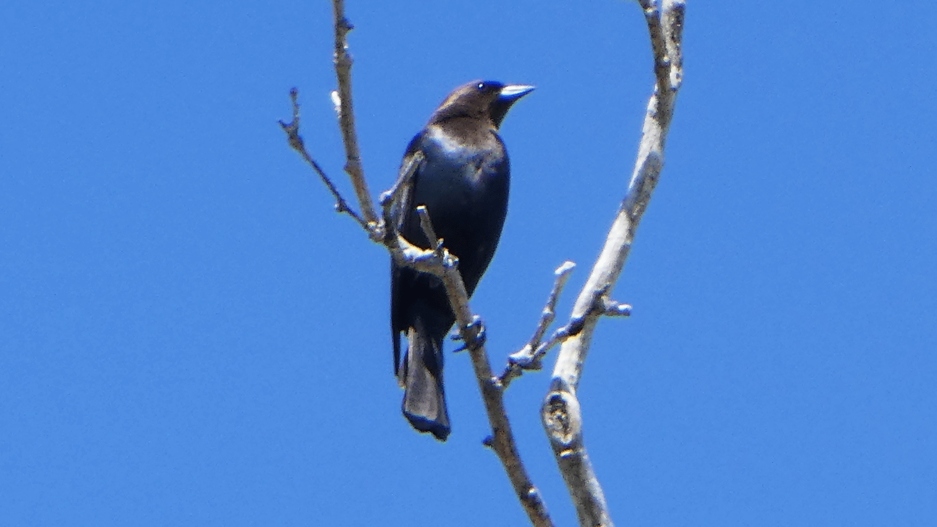 Albuquerque, June 2020