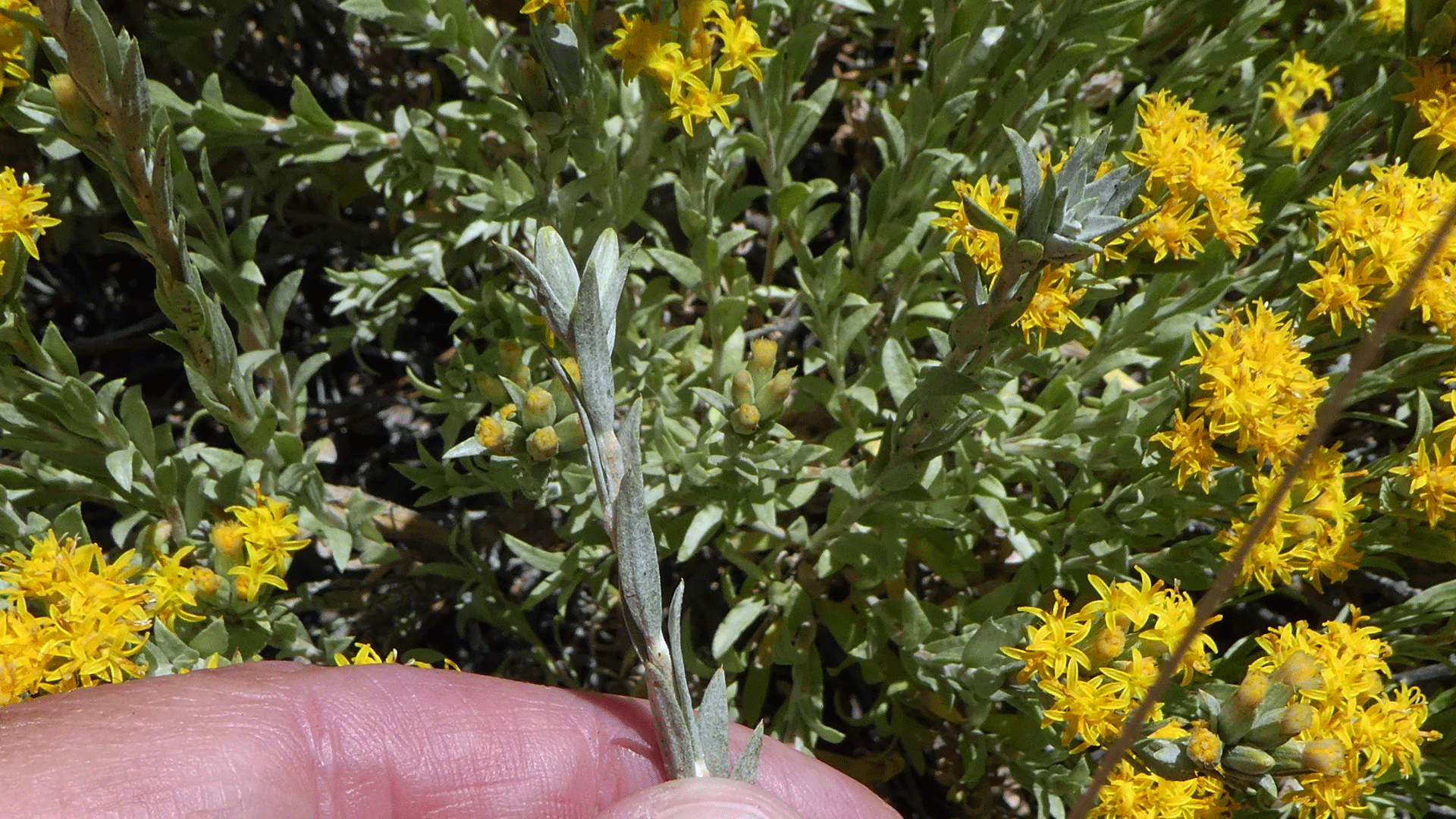 Jemez Mountains, July 2019