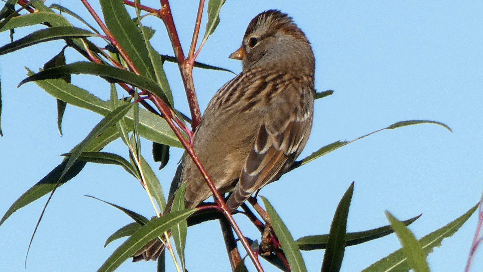 Immature, Rio Grande Bosque, Albuquerque, September 2020