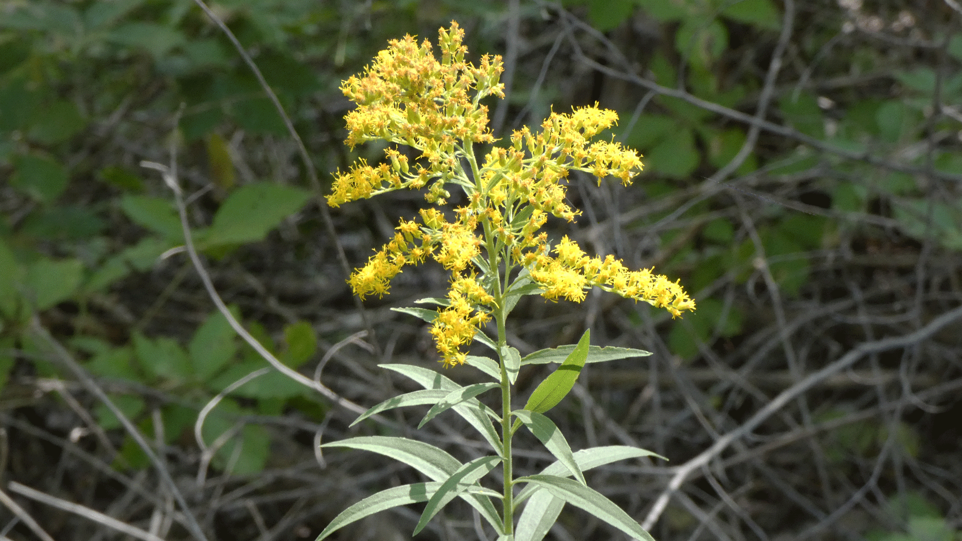 Rio Grande Bosque, Albuquerque, August 2020