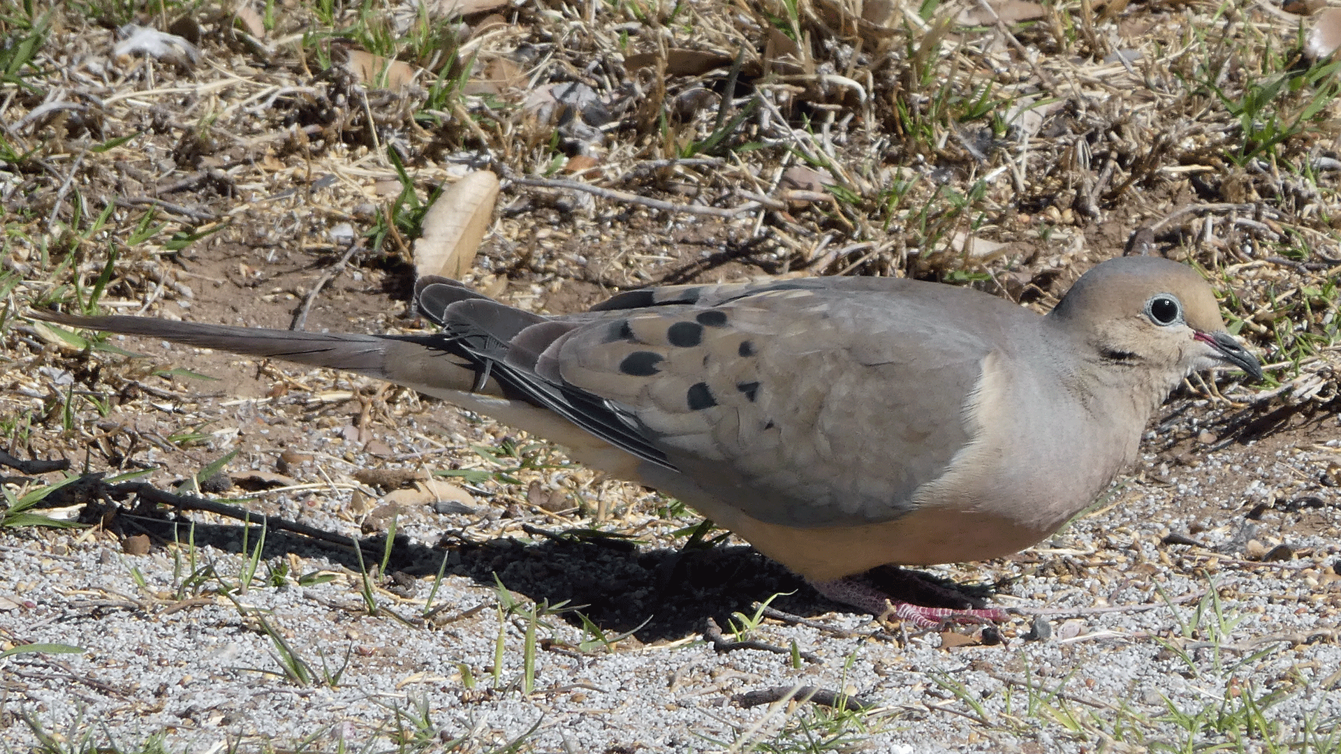 Albuquerque, April 2020