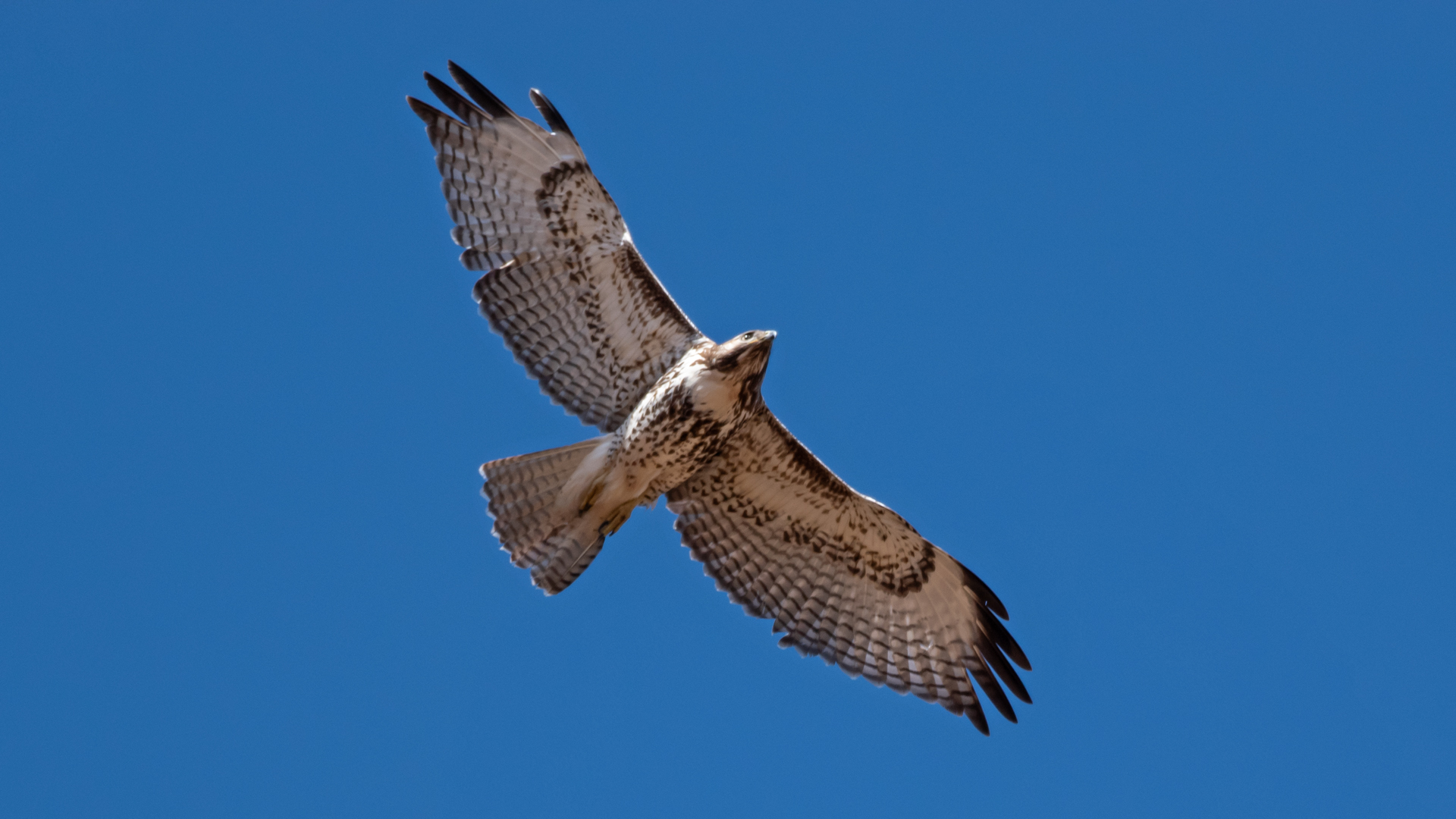 Juvenile, Bernardo area, November 2023