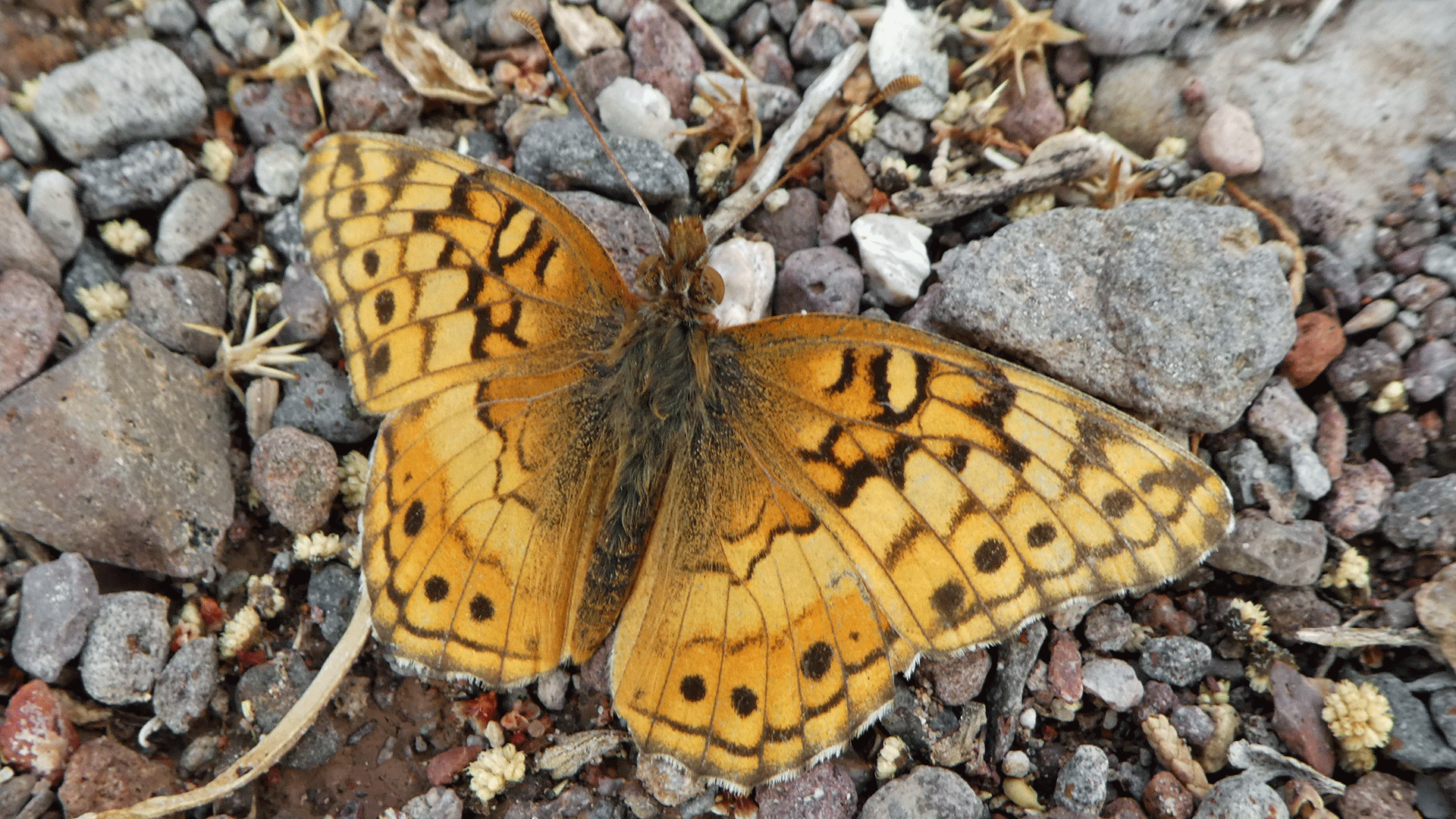 San Lorenzo Canyon, November 2019