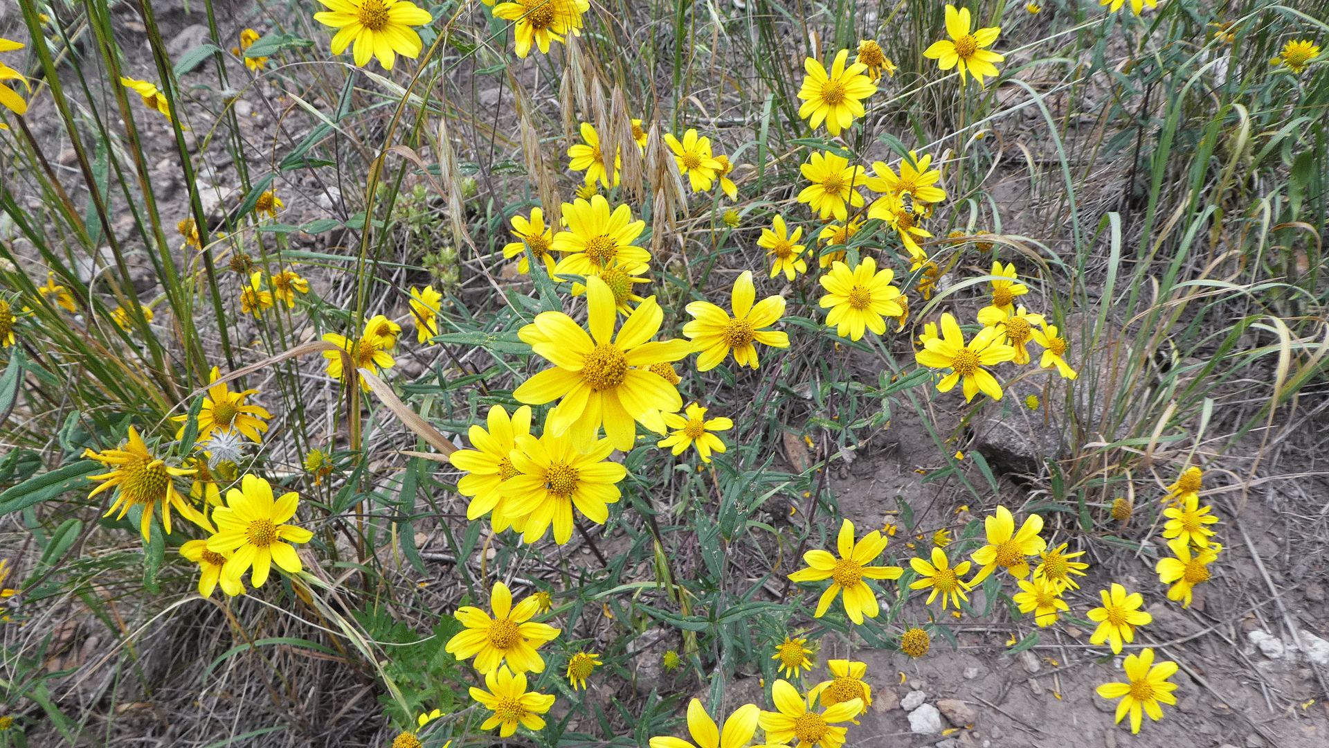 Sandia Mountains, September 2019