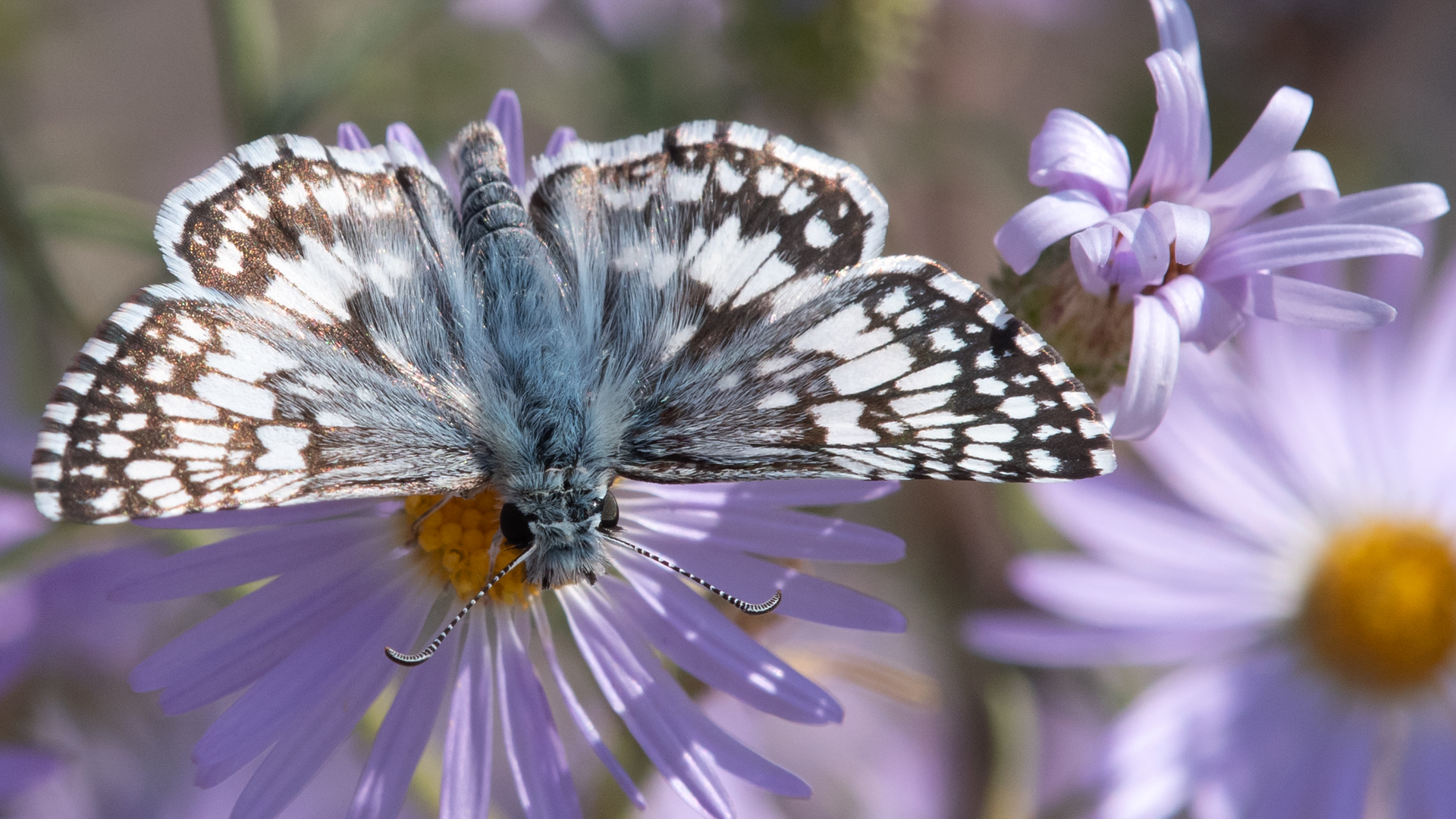 Male, Rio Grande Bosque, Albuquerque, September 2023