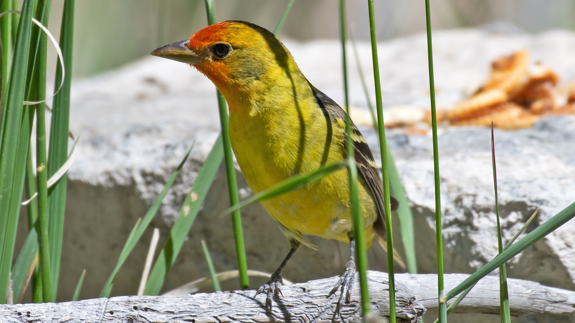 Breeding male, Sandia Mountains, May 2026