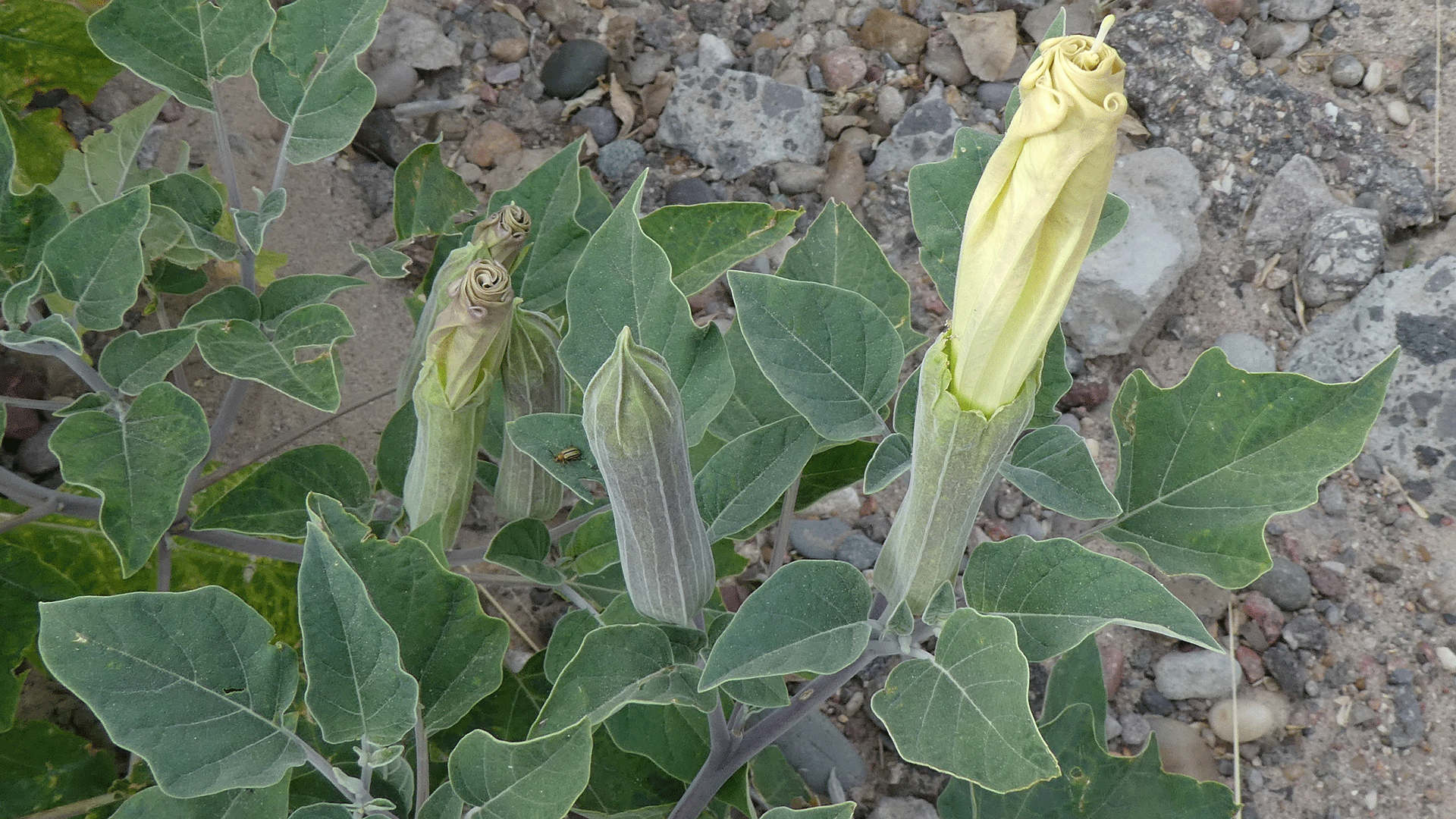 Emerging flowers, Albuquerque, July 2020