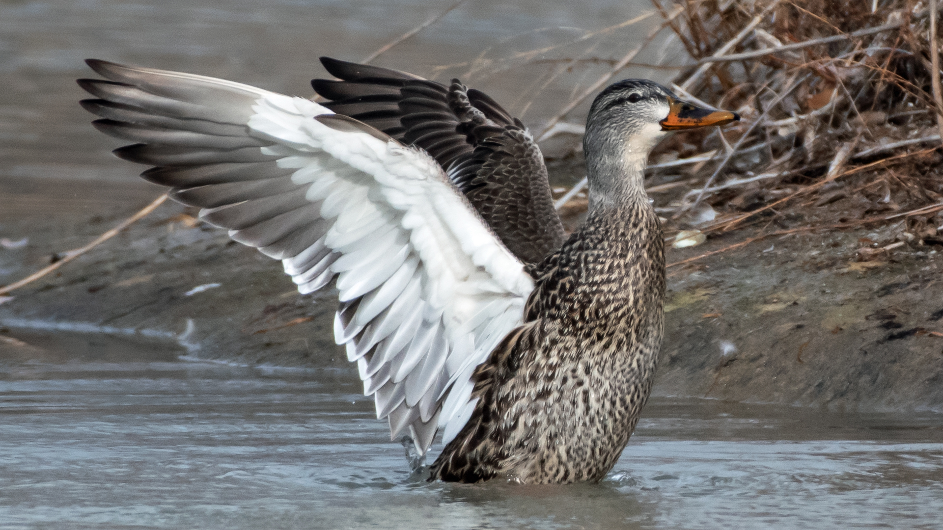 Female, Tingley Beach, February 2024