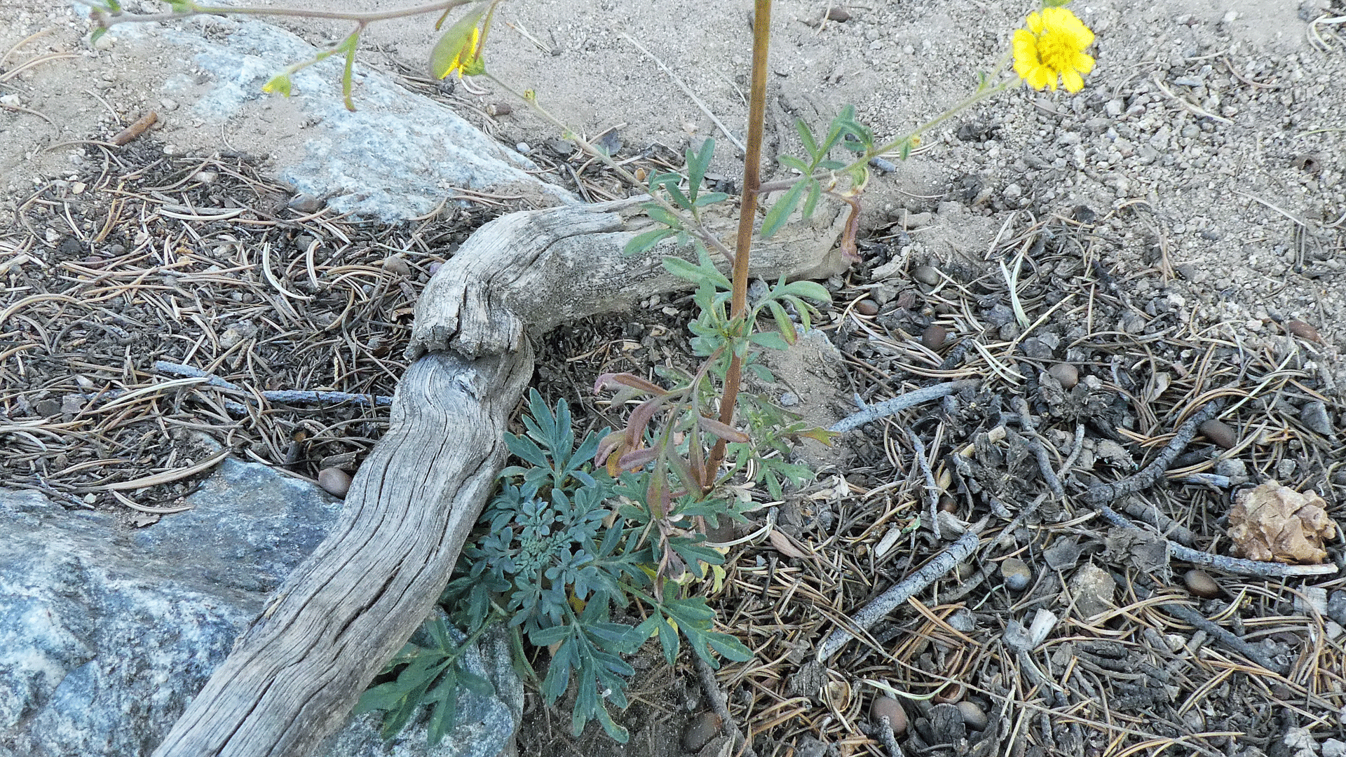 Sandia Mountains, October 2020