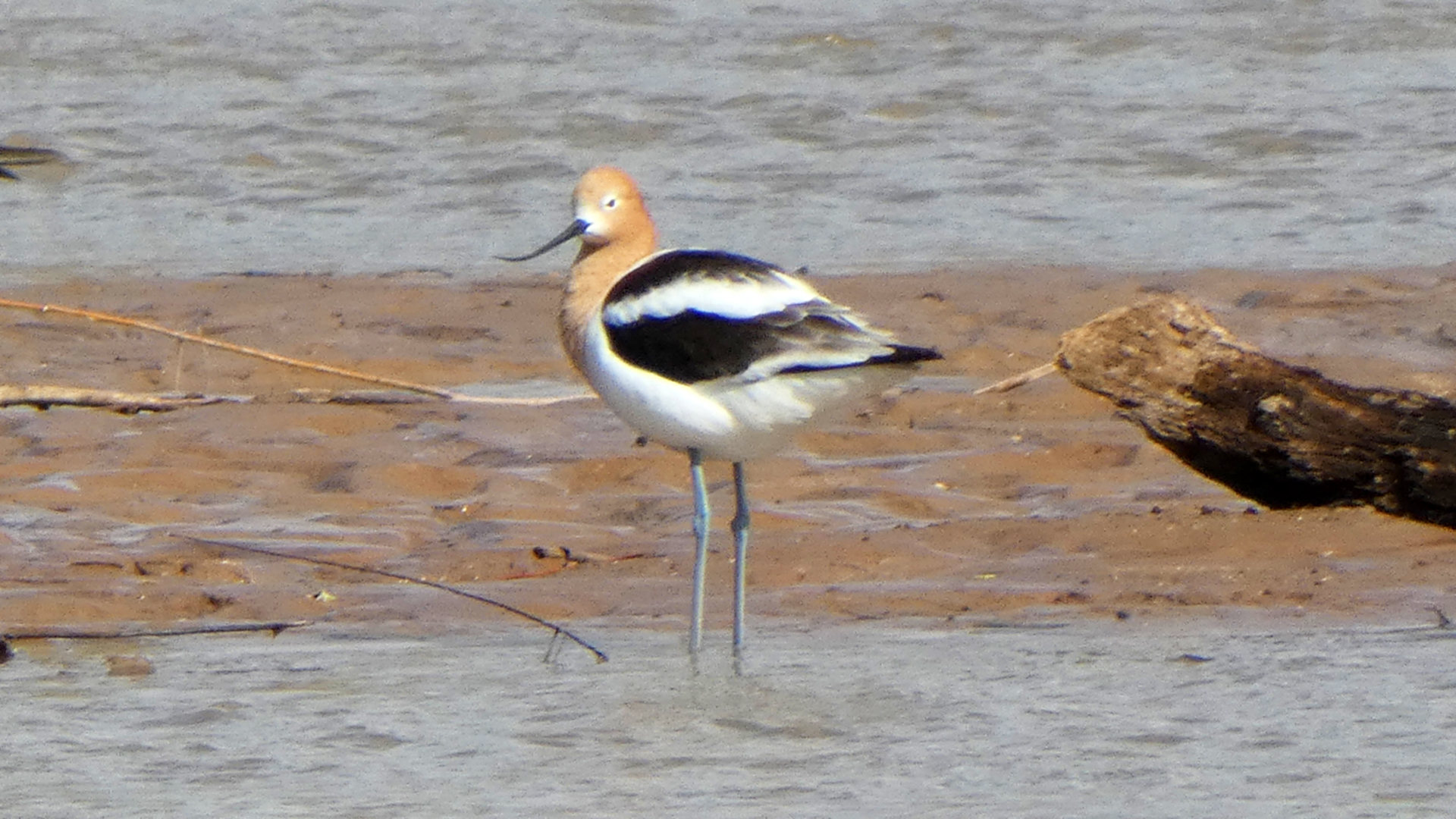 Breeding adult, Rio Grande, Albuquerque, April 2021