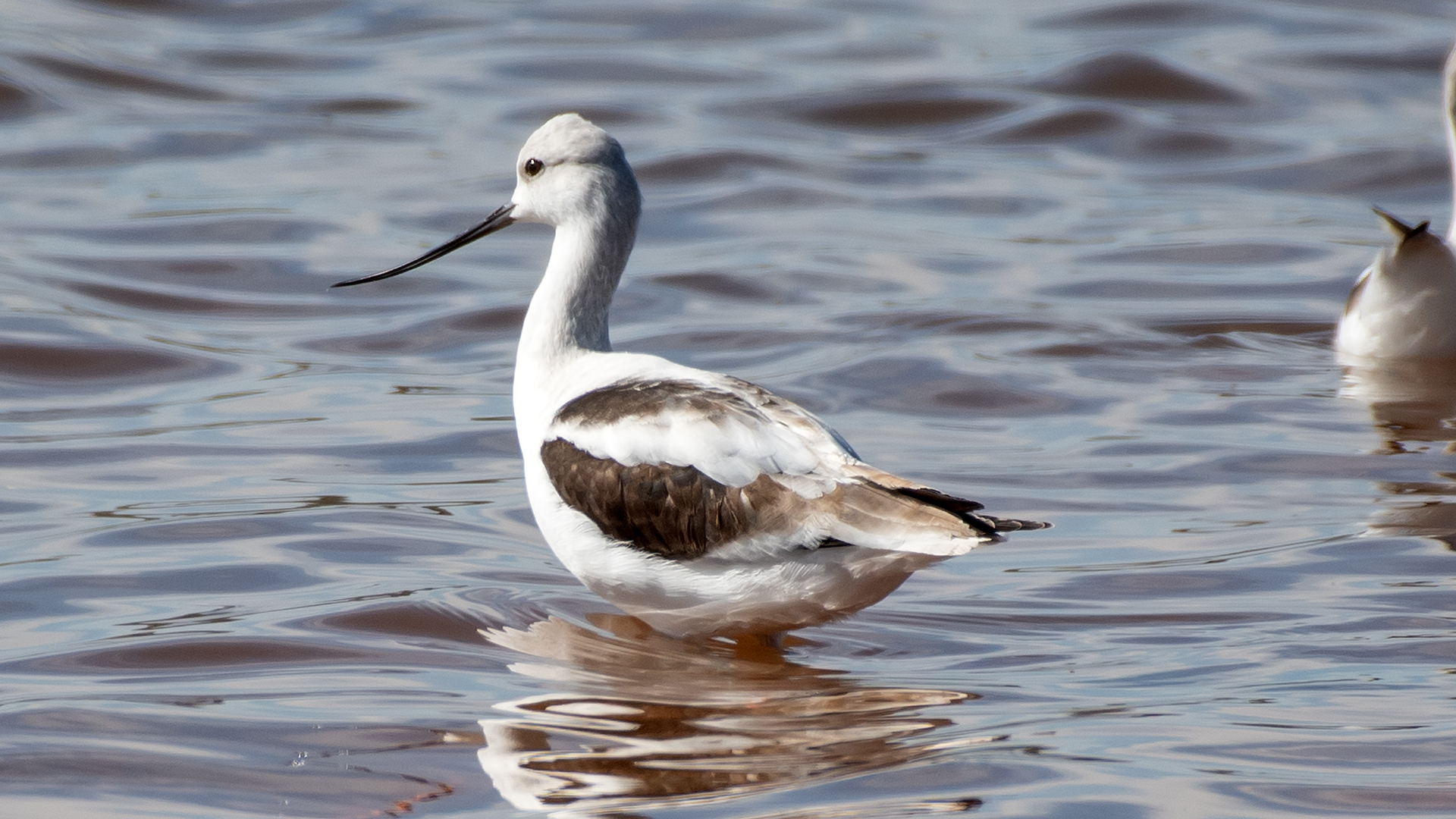 Nonbreeding adult/immature, Zia Reservoir, September 2025
