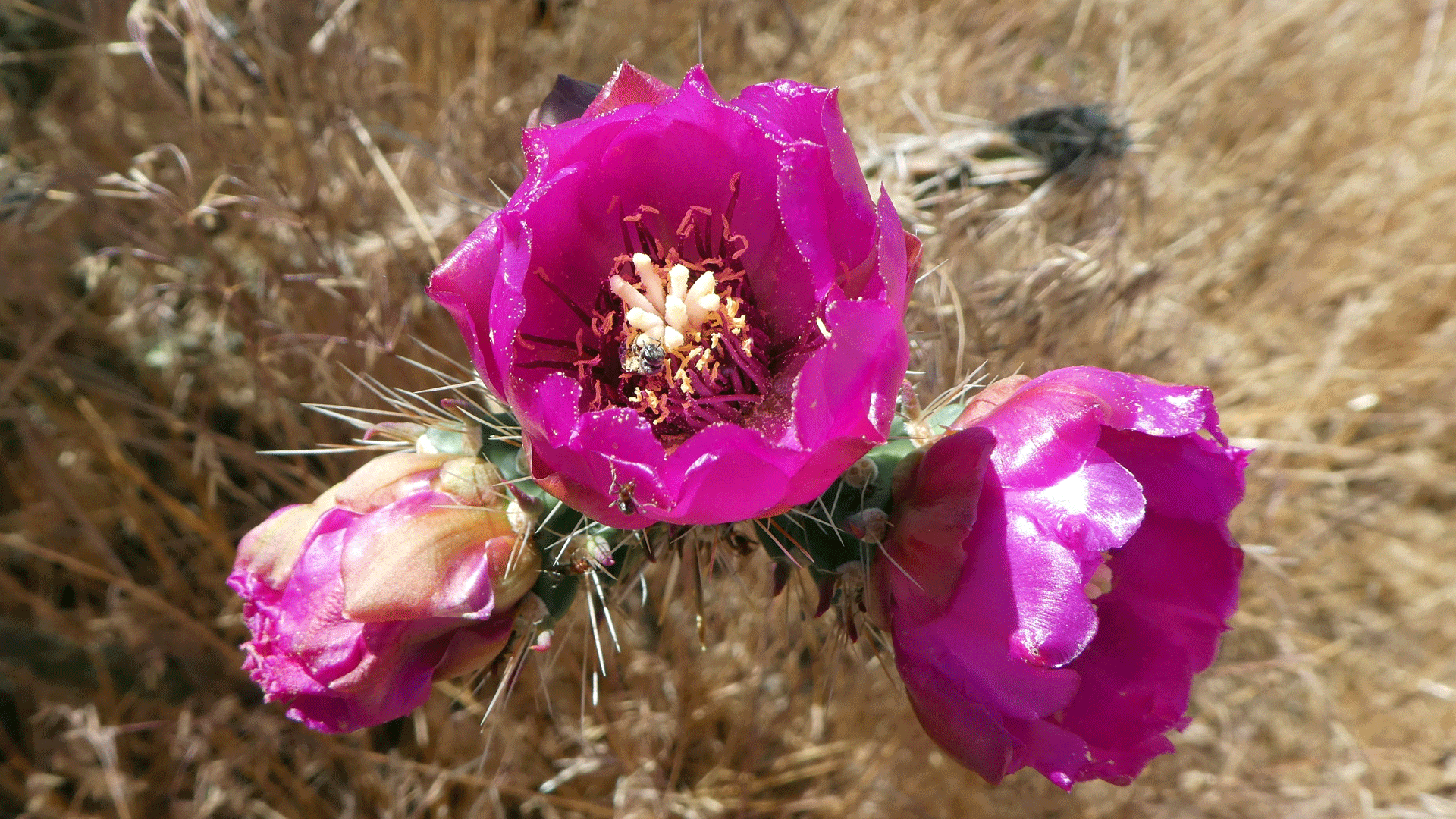 Jemez Mountains, July 2019