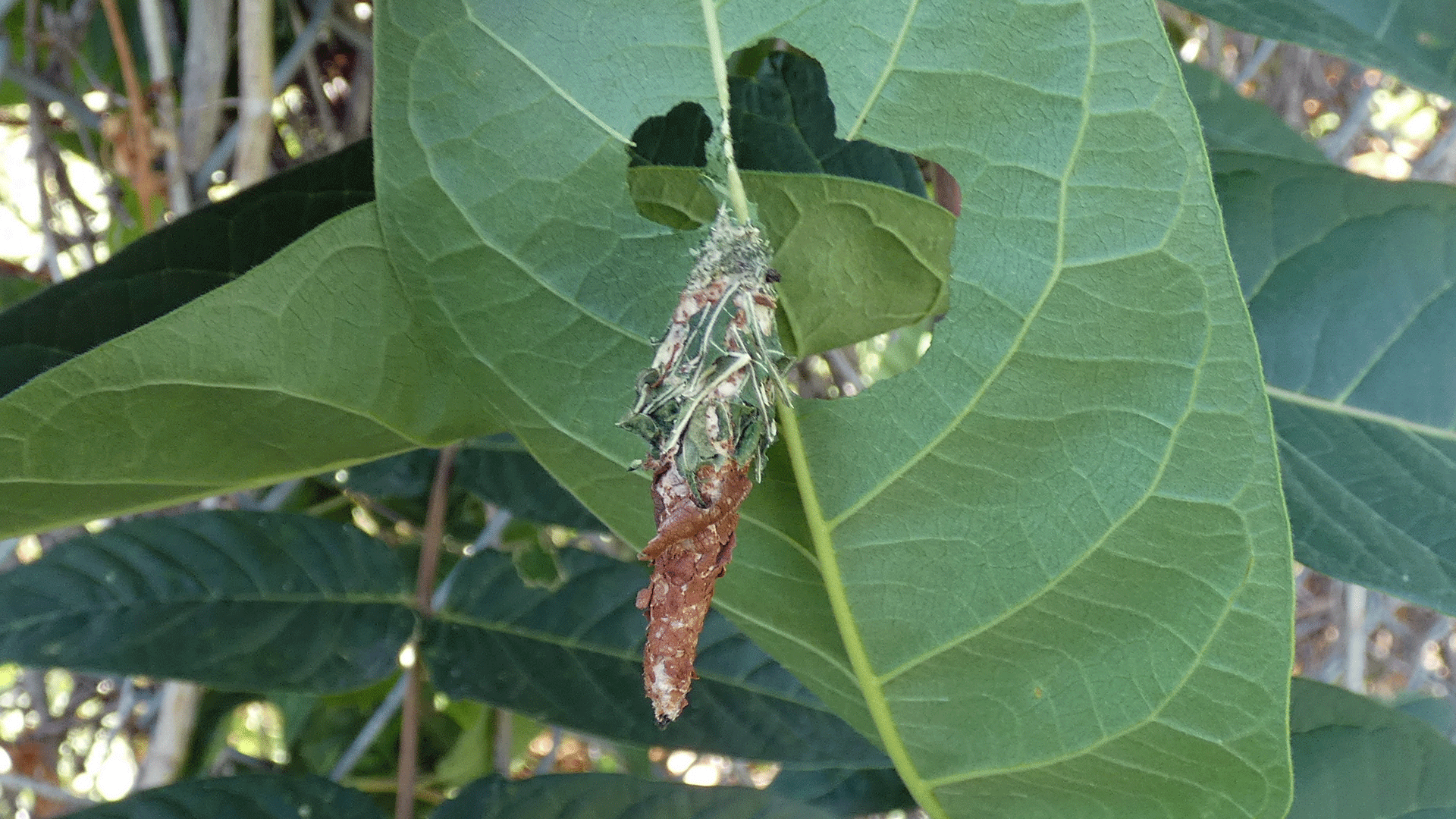 On tree of heaven, Albuquerque, September 2020