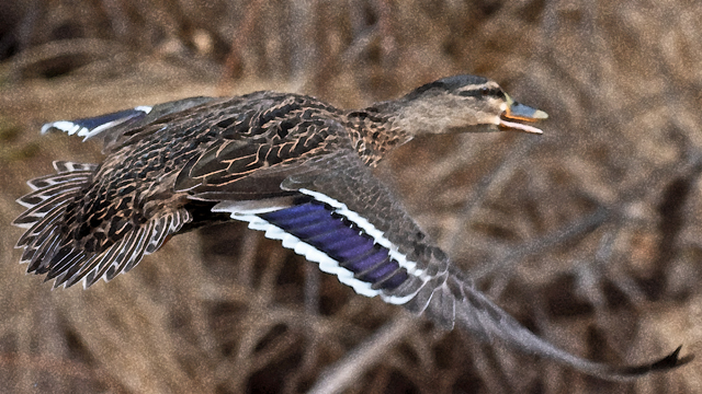 Female mallard flying over the Rio Grande, Albuquerque, March 2023