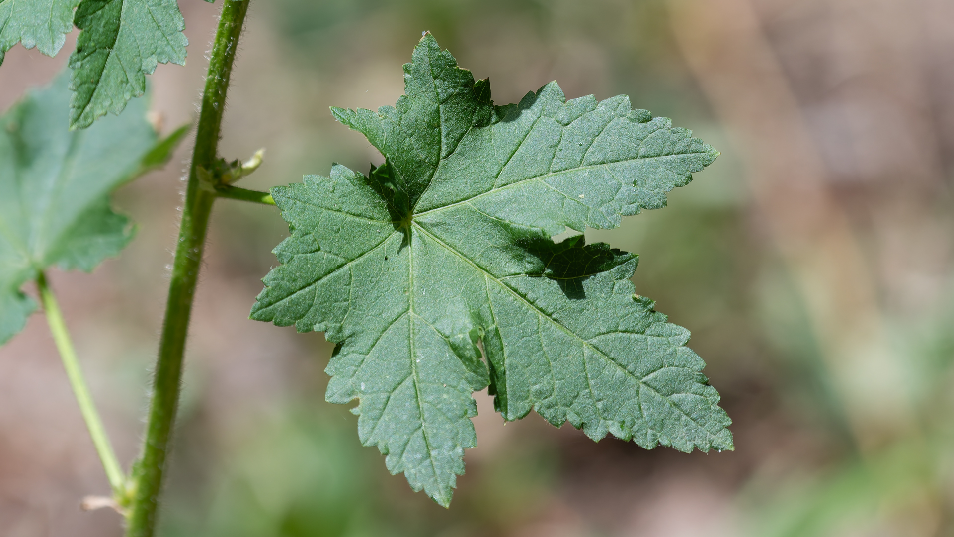 Leaf, Sandia Mountains, June 2026