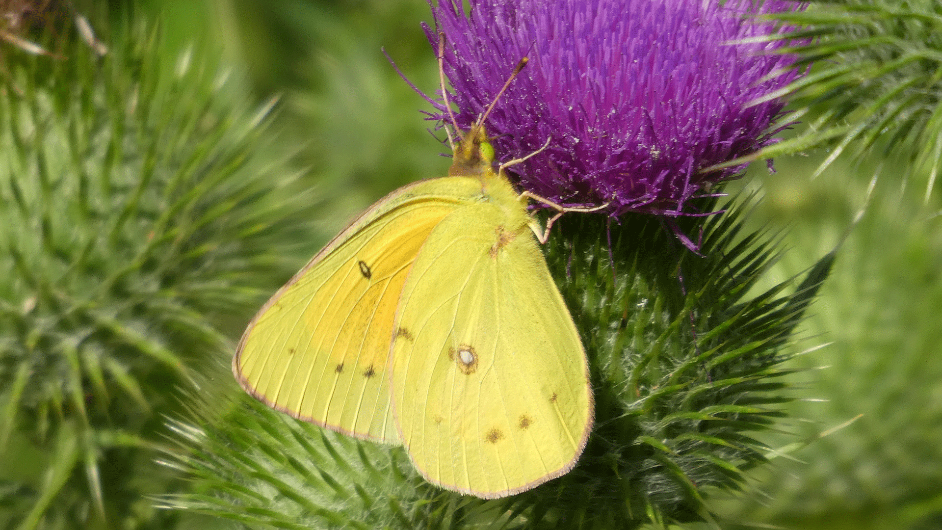 Male, Rio Grande Bosque, Albuquerque, July 2020