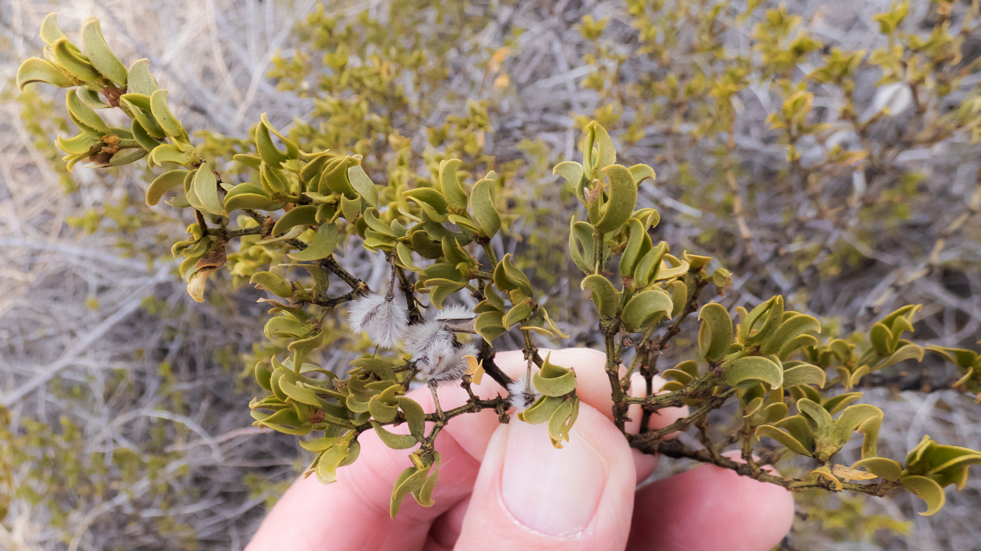 With fruits, Sevilleta NWR, March 2023