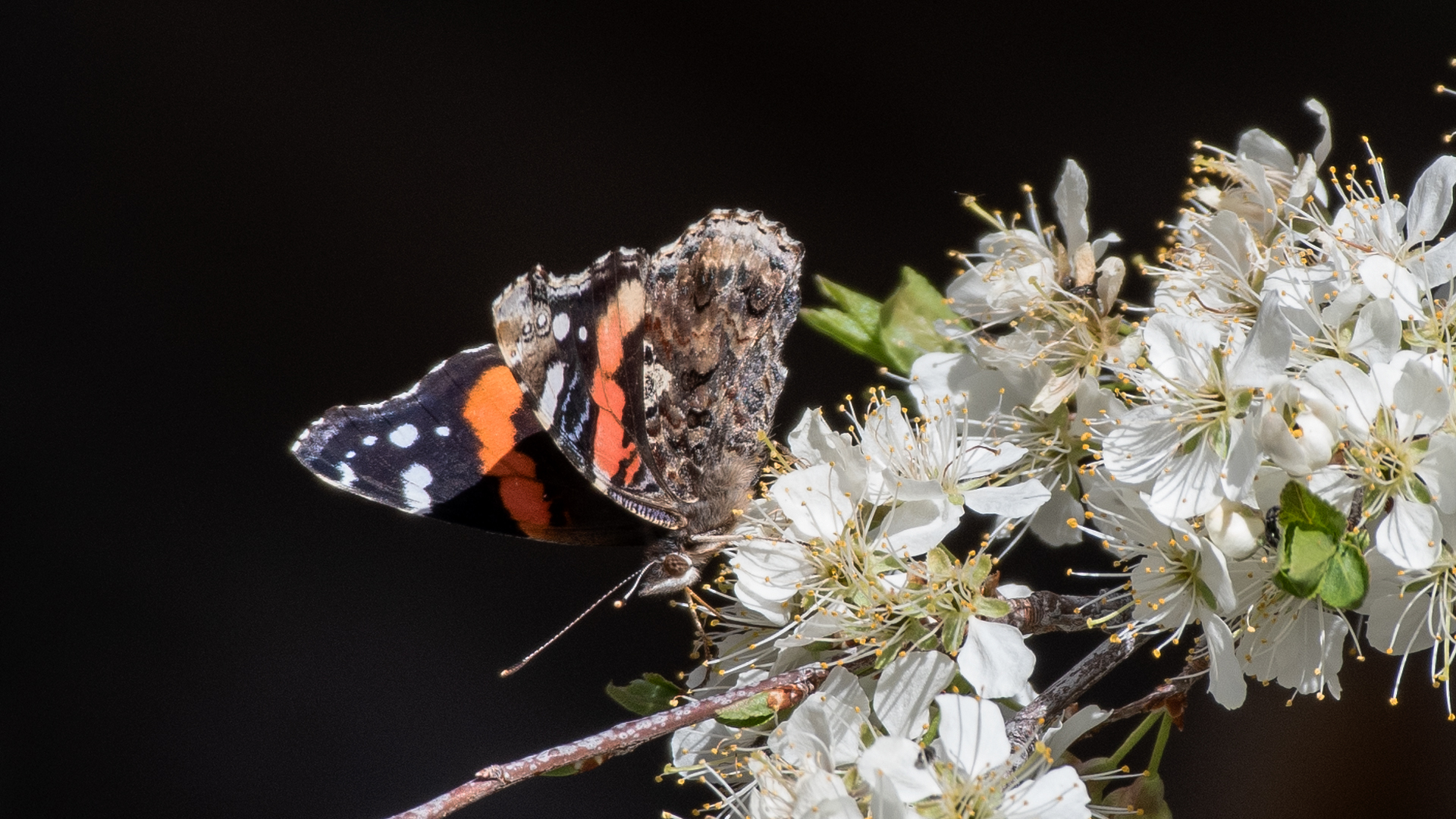 Ojito de San Antonio Open Space, April 2023
