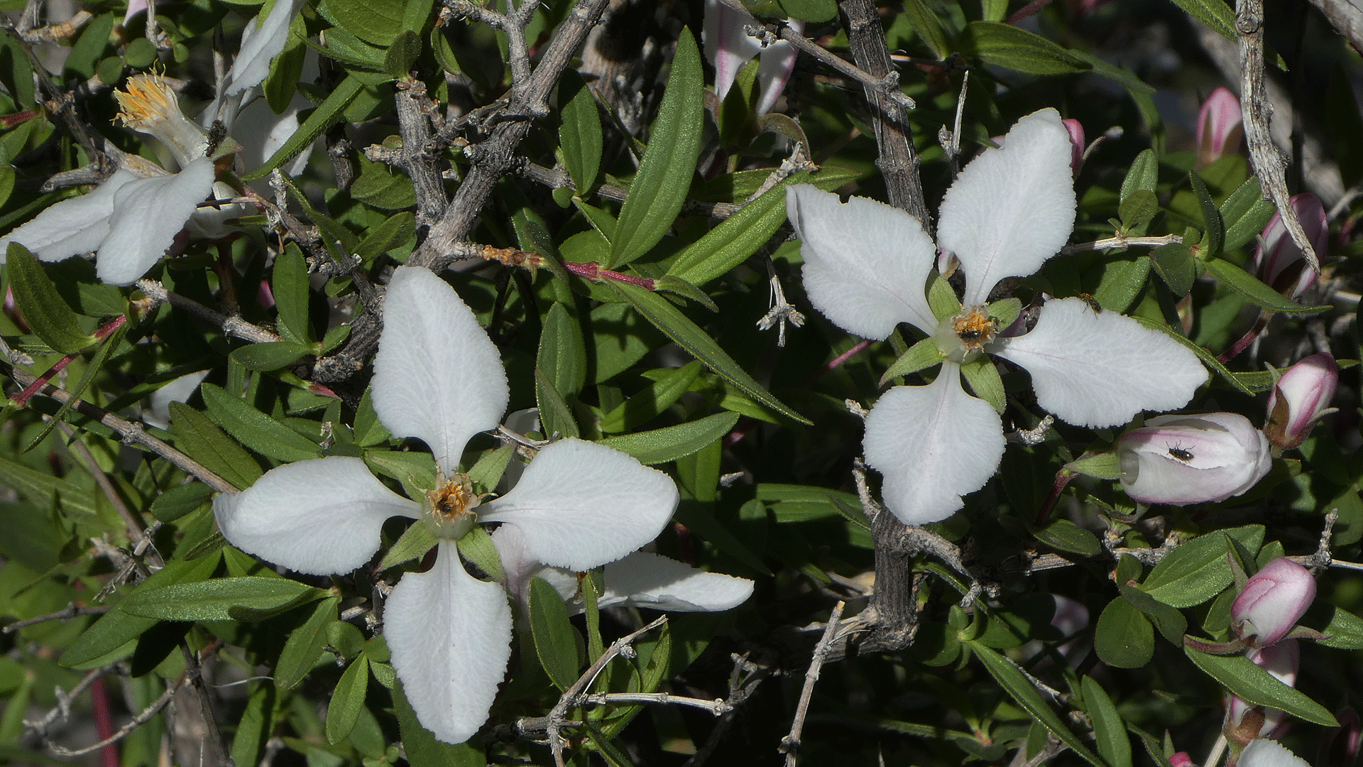 Sandia Mountains, April 2019