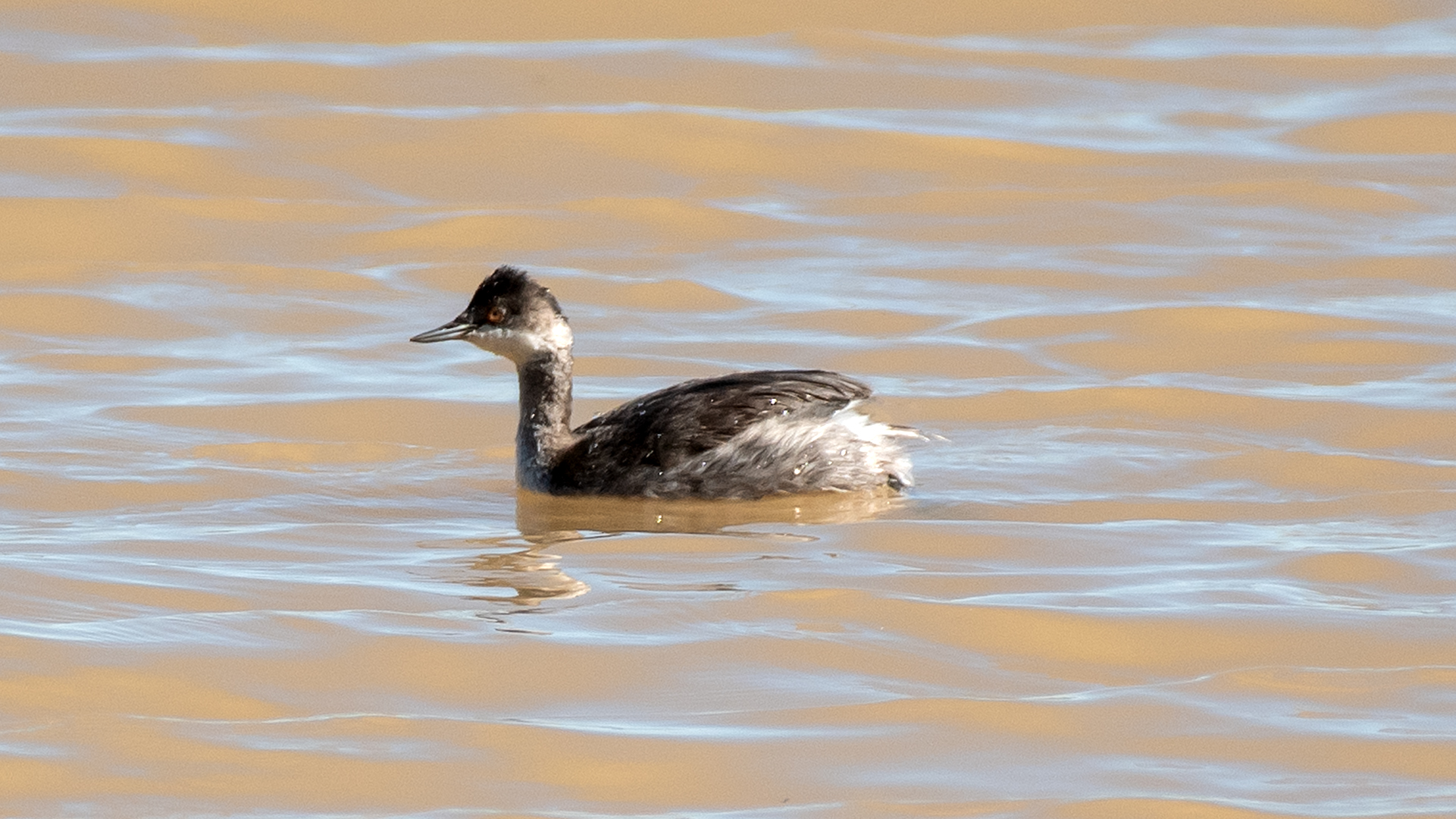 Immature, Bosque del Apache, September 2025