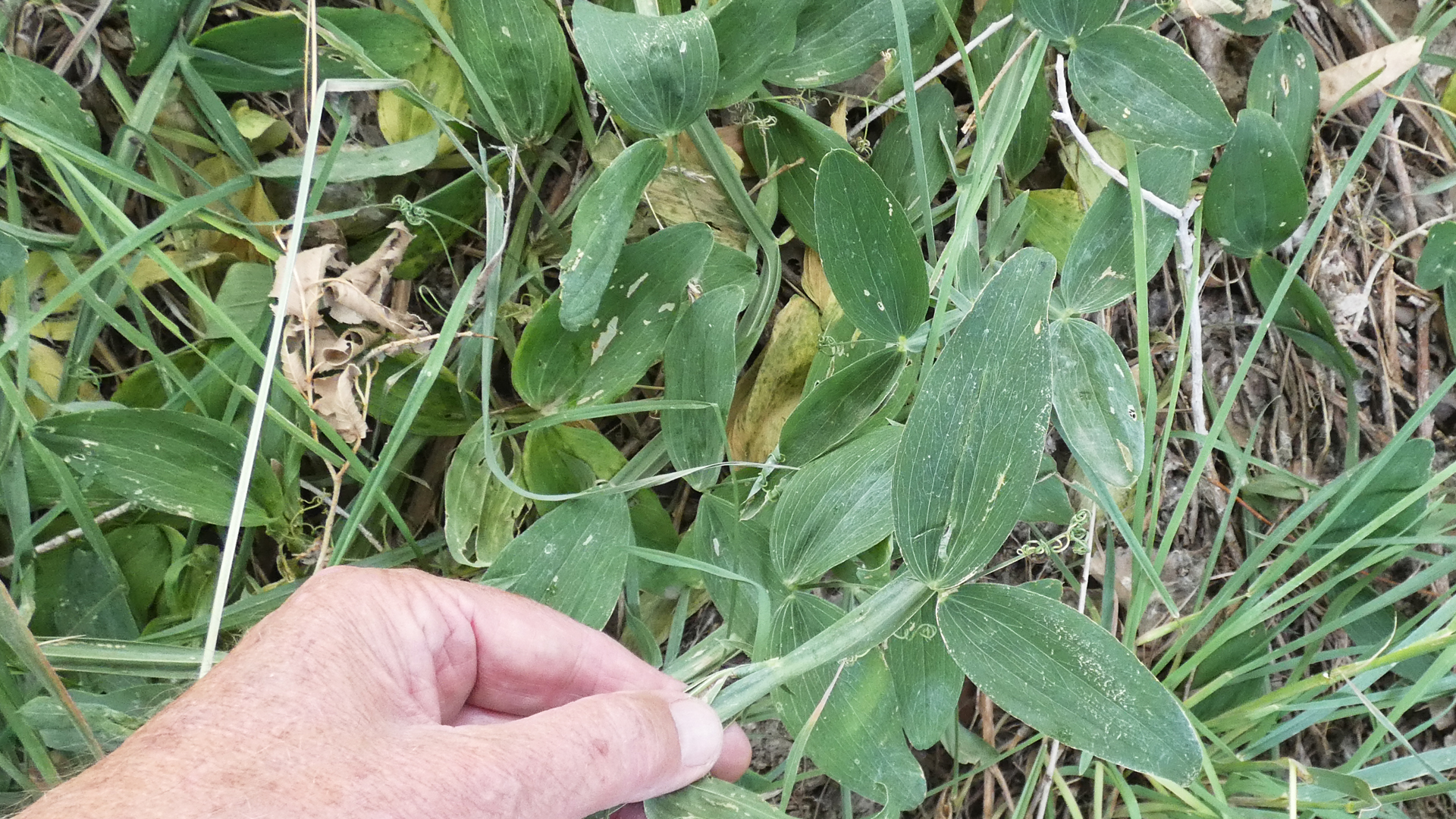 Leaves, Albuquerque, June 2021