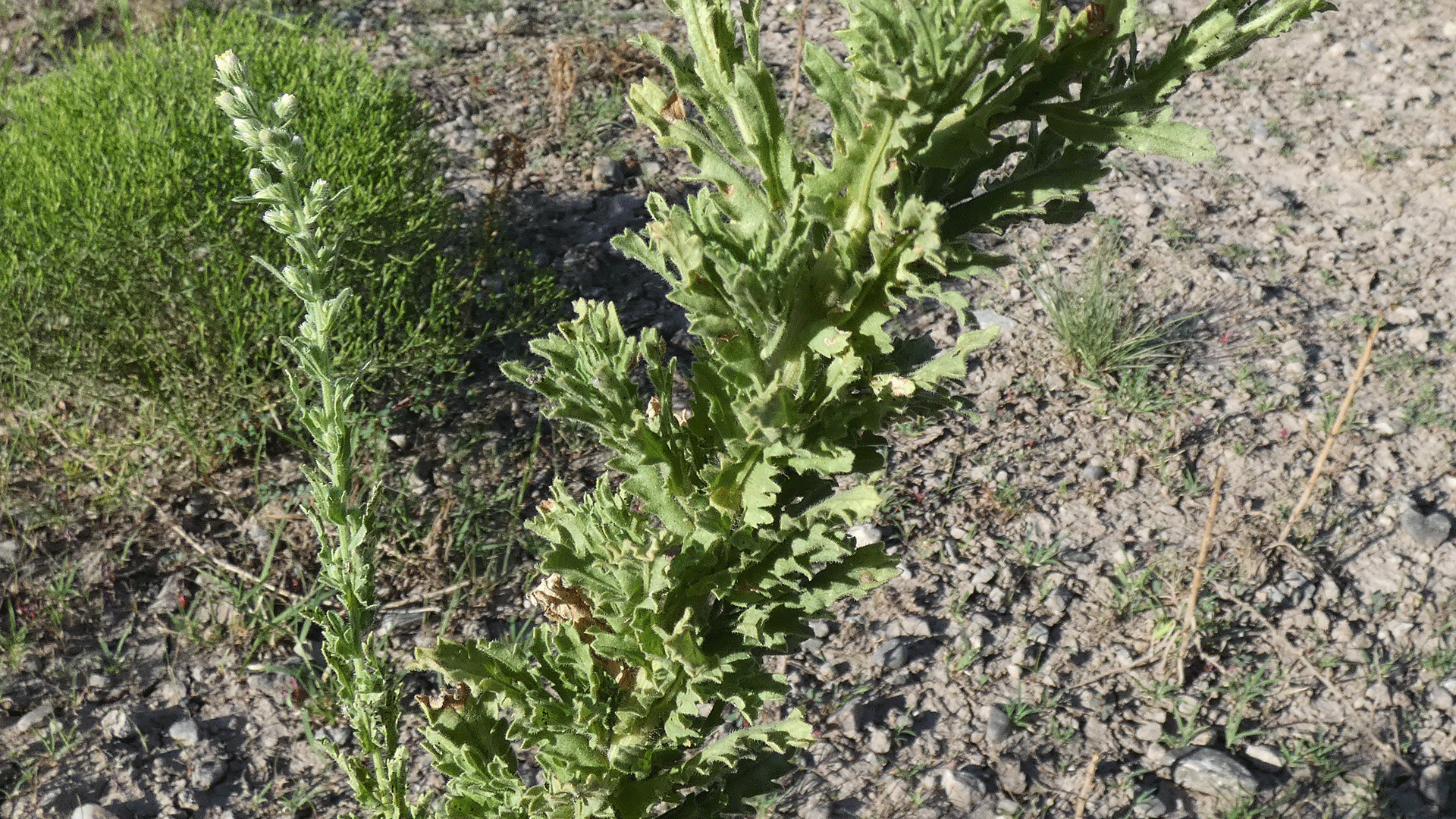 Leaves in relaxed posture, Albuquerque, August 2020