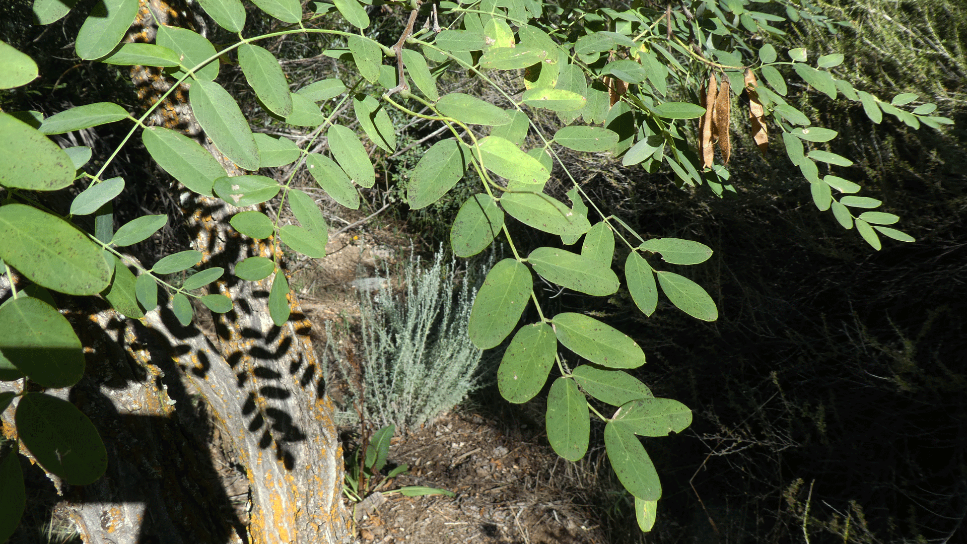 Leaves, Sandia Mountains, September 2020