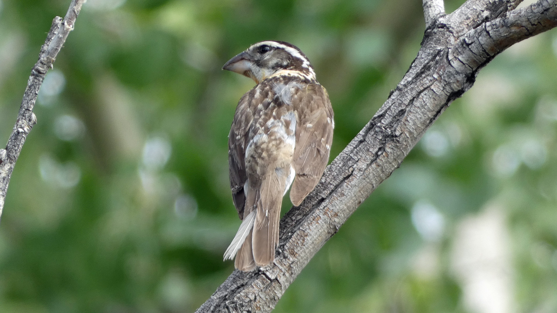 Immature, Ojito de San Antonio Open Space, August 2022