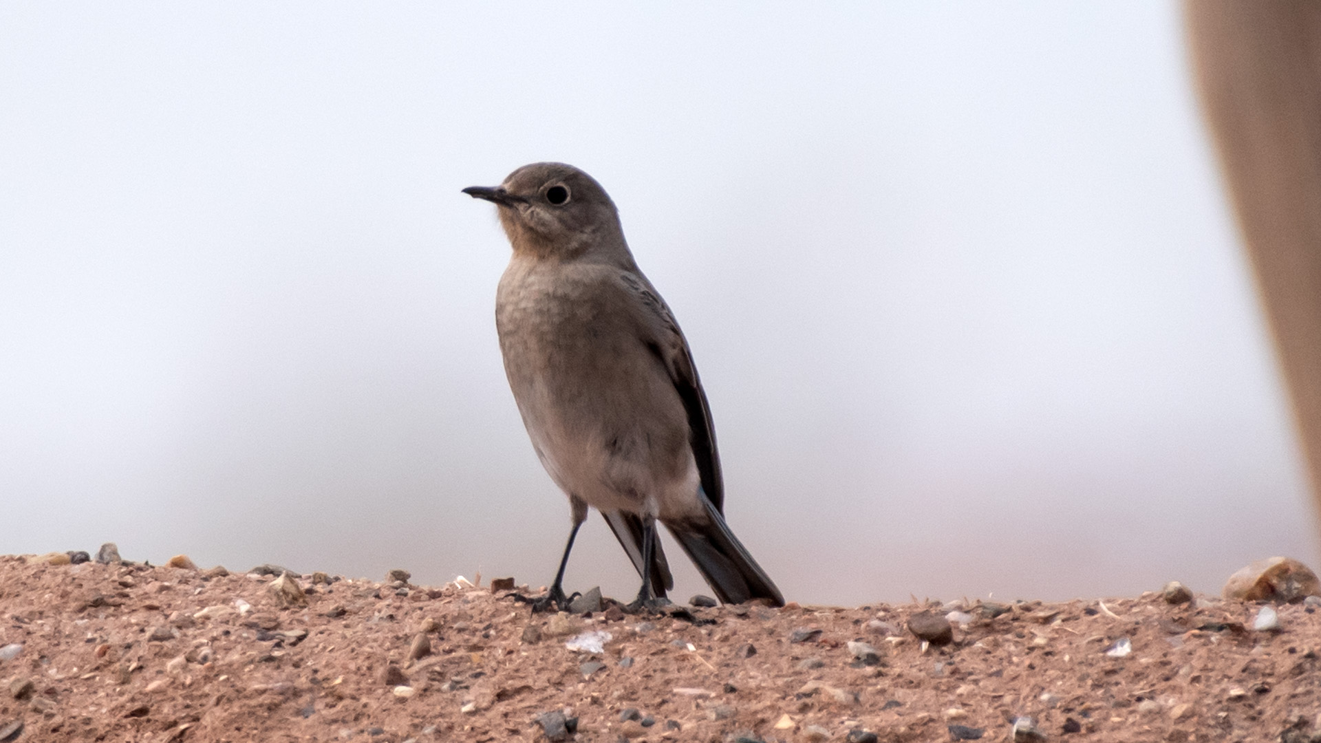 Female/immature, Coronado State Historic Site, March 2025