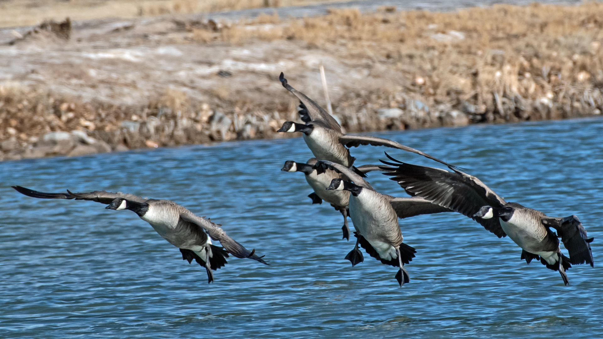 Landing, Isleta Lakes, January 2024