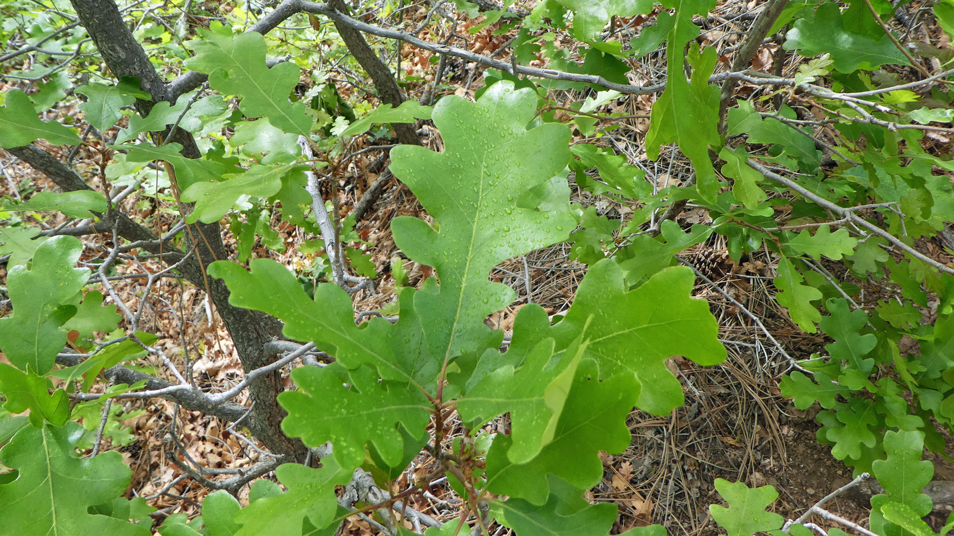 New Mexico Plants Beech Family dogofthedesert