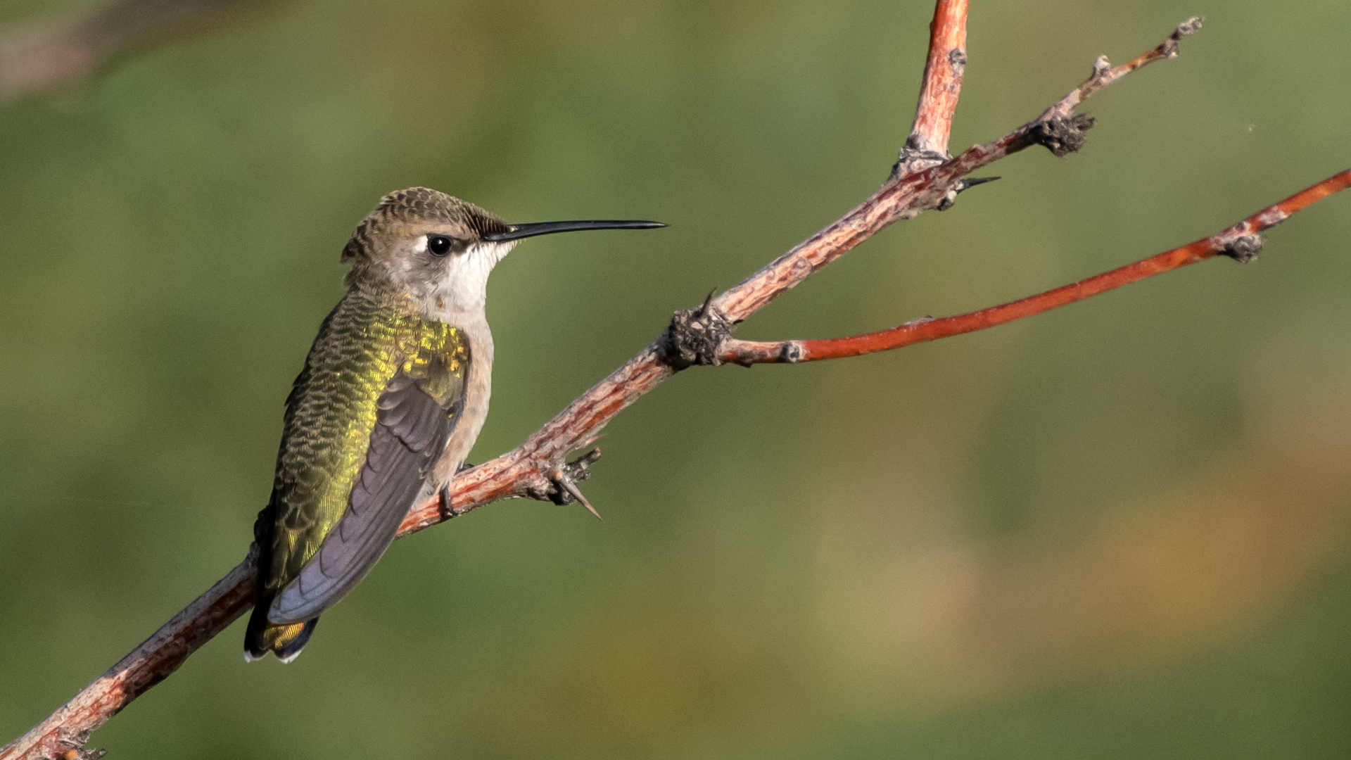 Female or immature, near Belén, August 2024