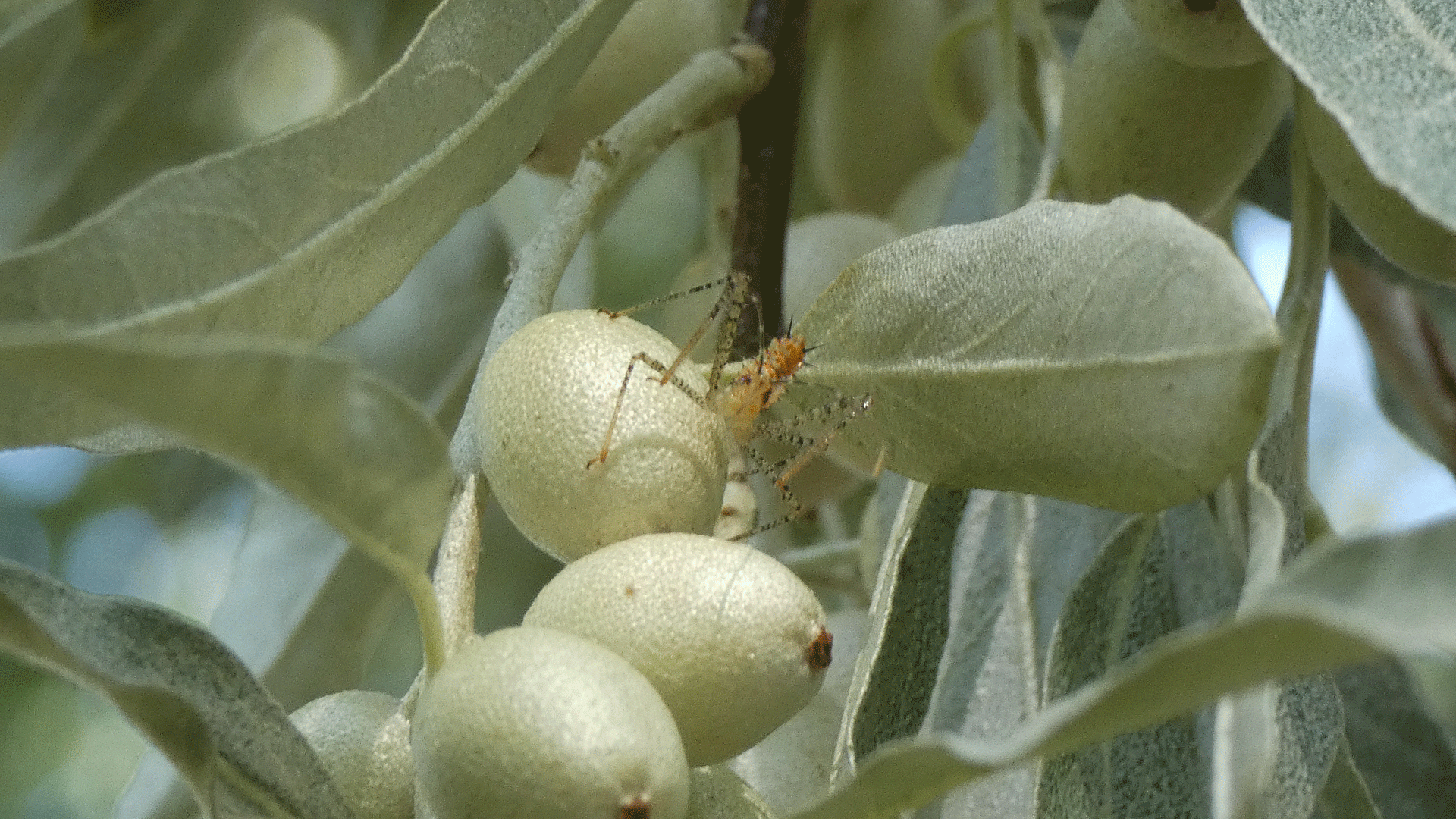 Nymph, Rio Grande Bosque, Albuquerque, August 2020