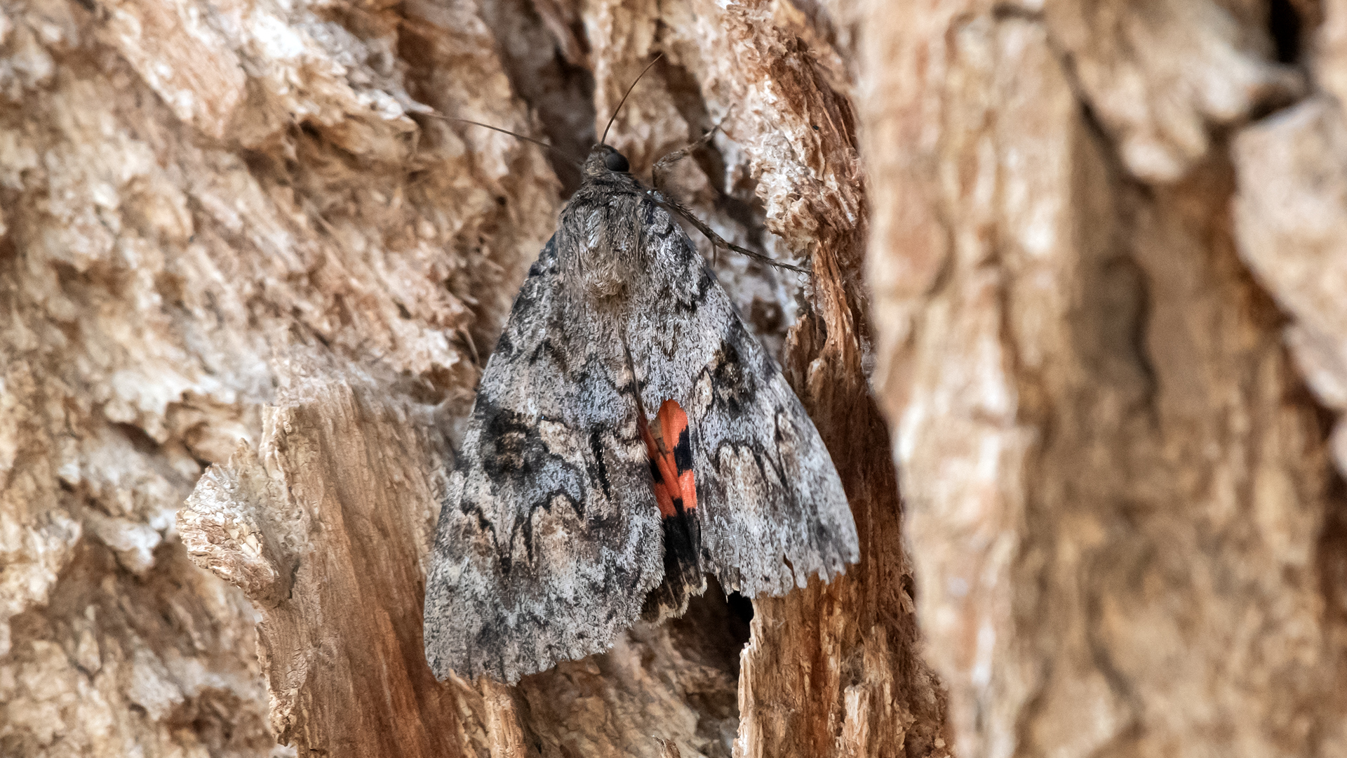 Rio Grande Bosque, Albuquerque, October 2025