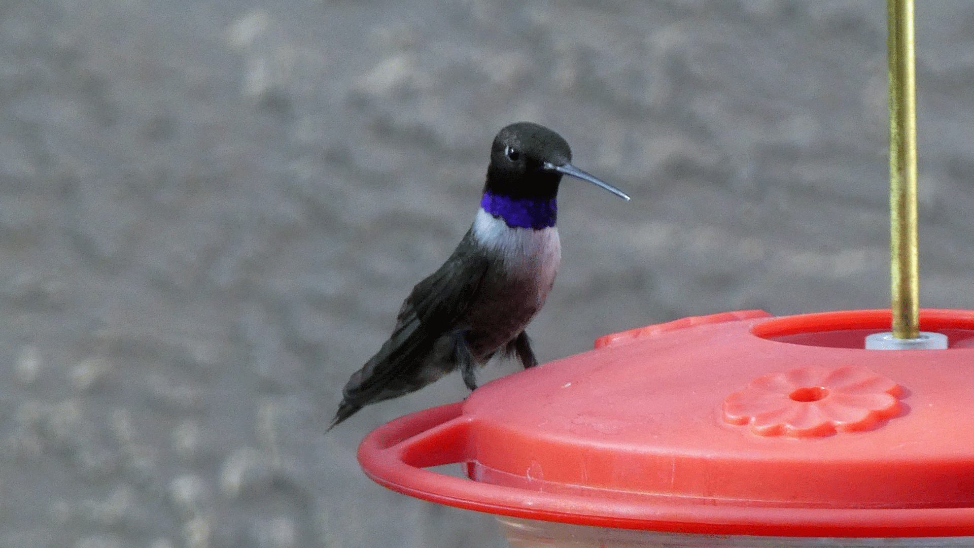 Male, Albuquerque, May 2020