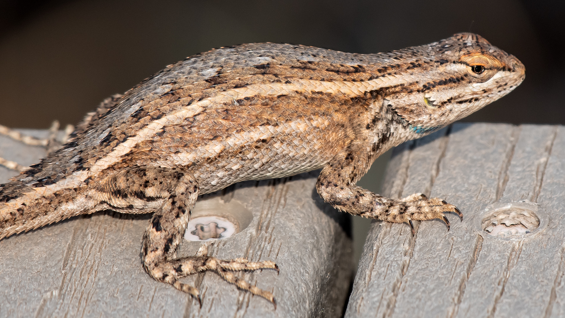 Gravid female, Perea Nature Trail, July 2025