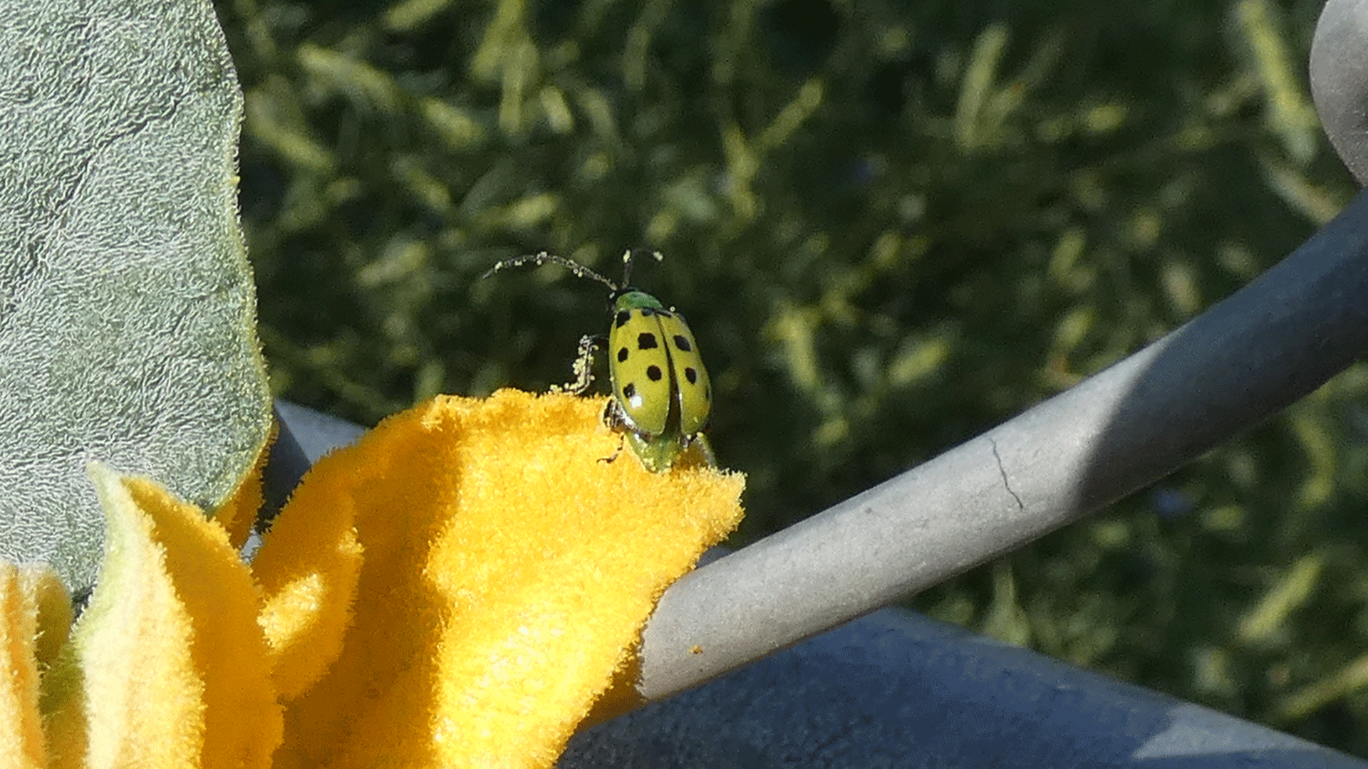 On Buffalo Gourd, Albuquerque, September 2020