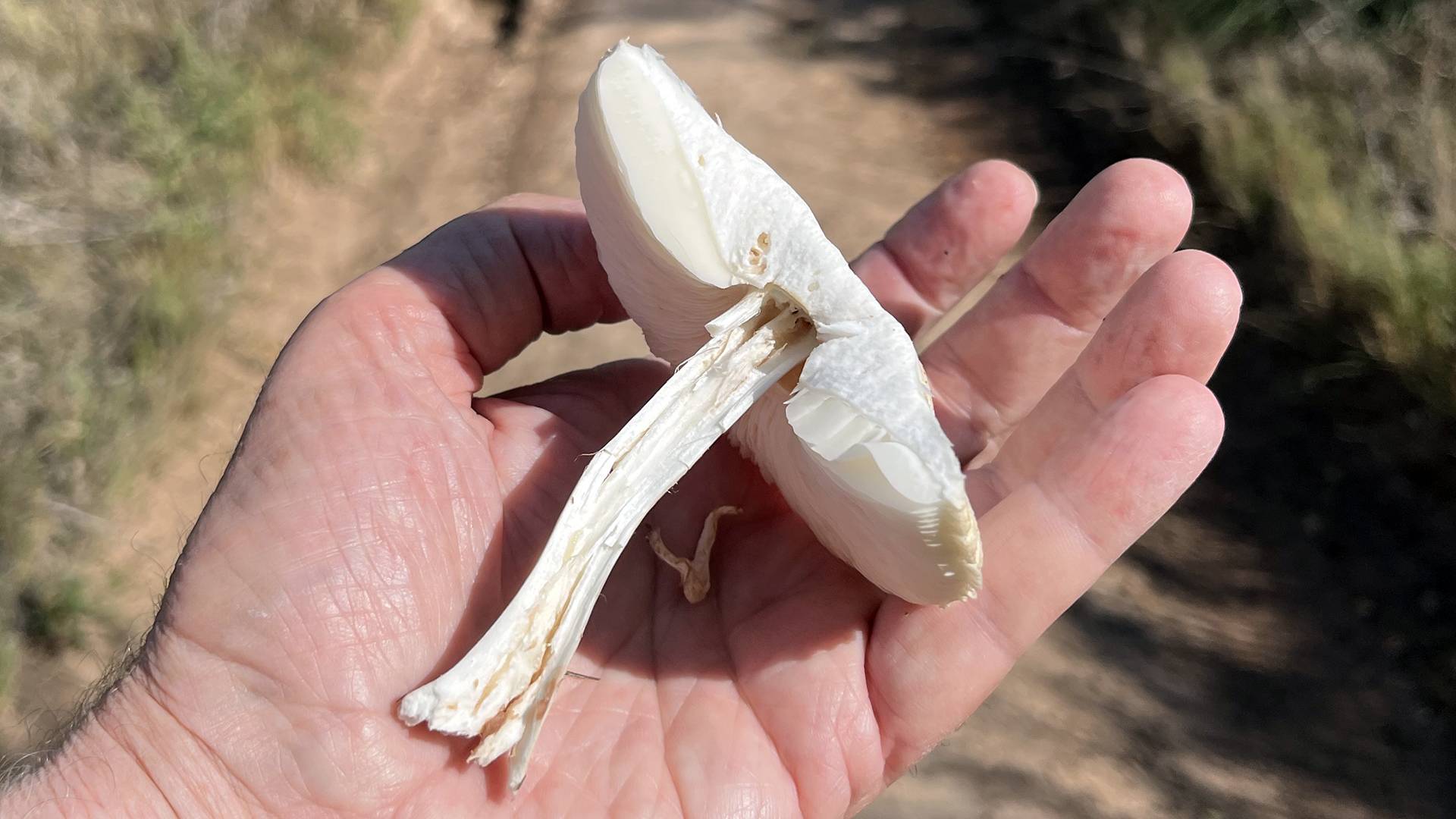 Rio Grande Bosque, Albuquerque, October 2025