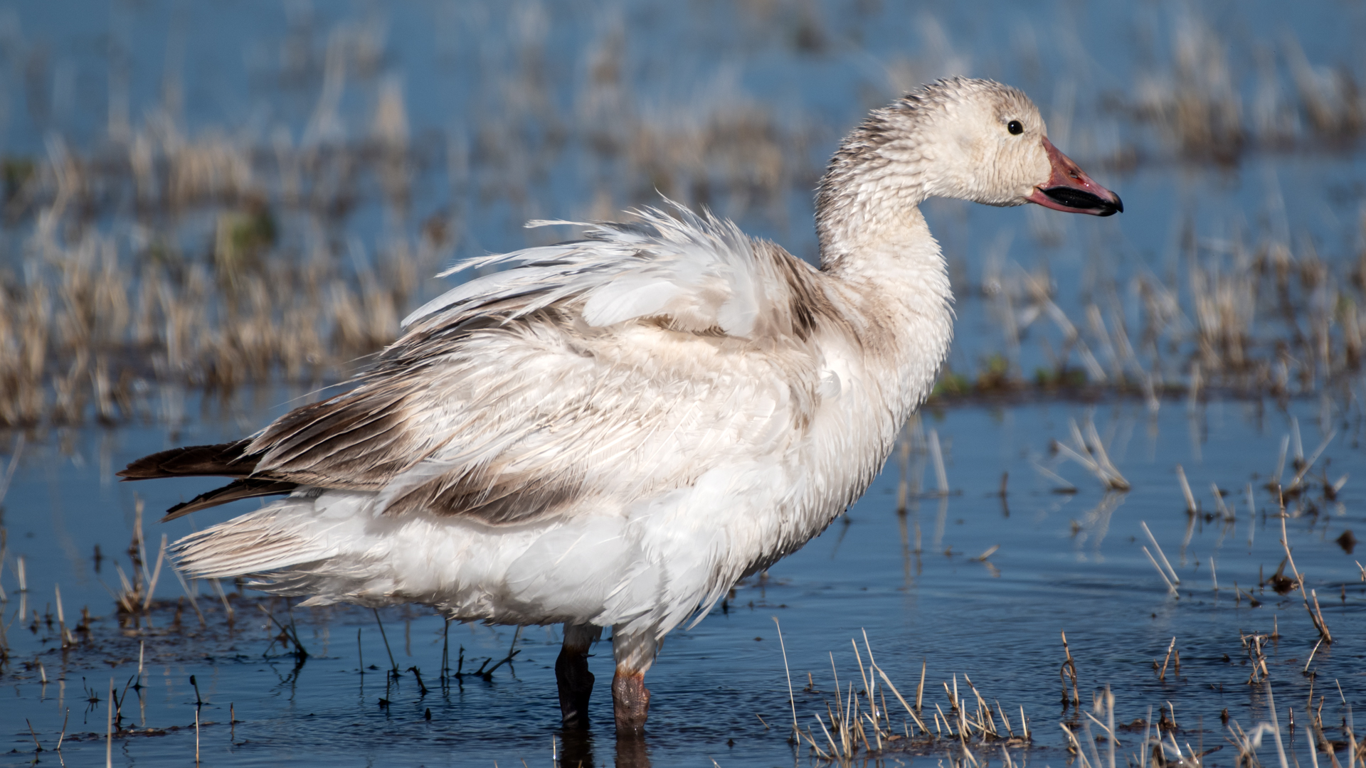 Juvenile white morph, Los Poblanos Open Space, May 2024